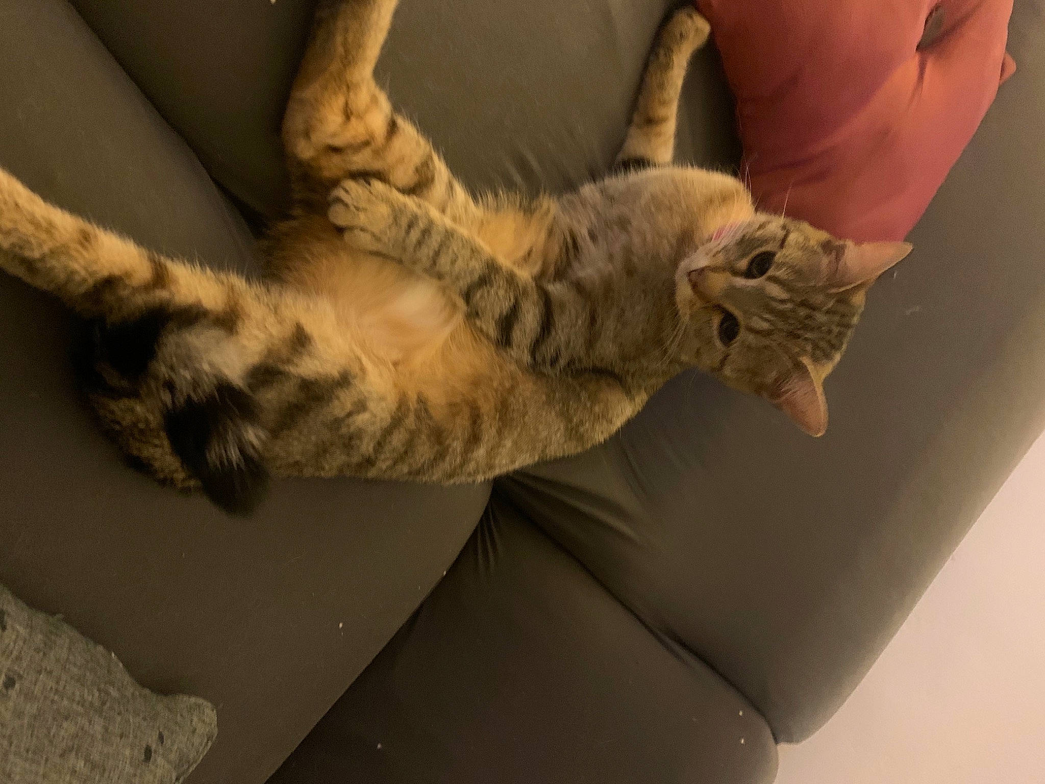 Pepsie a rejoint le concours — aidez-le/la à gagner de superbes lots ! arm, carnivore, cat, comfort, elbow, fawn, felidae, finger, foot, gesture, hand, human_body, human_leg, nail, small_to_medium_sized_cats, tail, thigh, toe, whiskers, wood