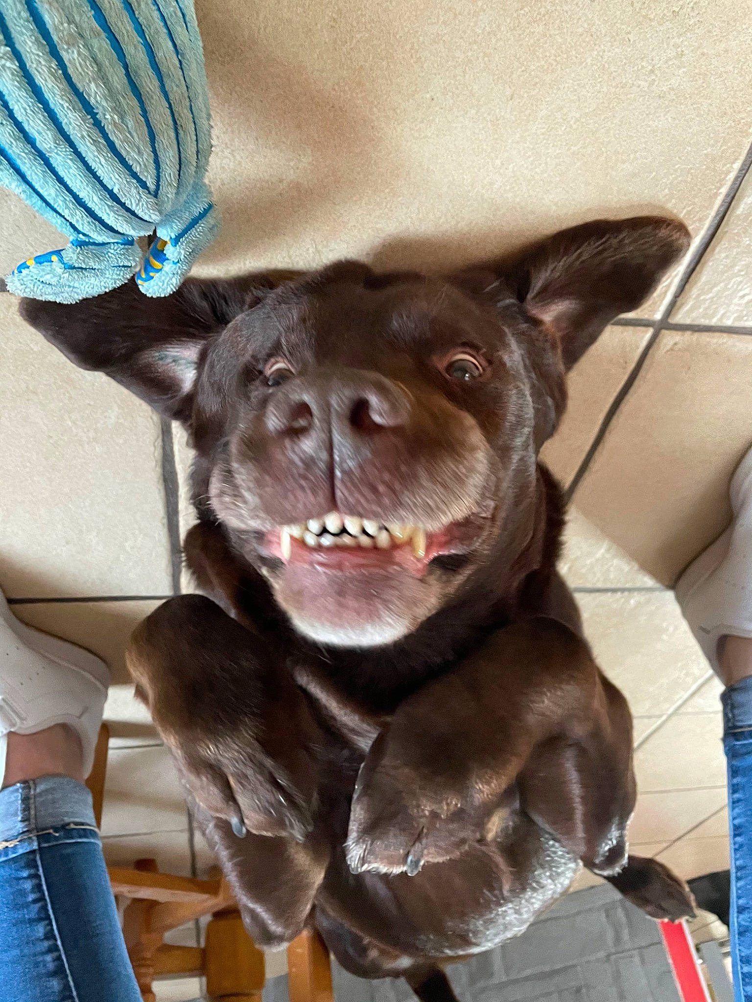 Farouk a rejoint le concours — aidez-le/la à gagner de superbes lots ! blue, canidae, carnivore, collar, companion_dog, dog, dog_breed, dog_collar, fang, fashion_accessory, fawn, felidae, fur, leash, liver, party_hat, snout, sporting_group, whiskers, working_animal