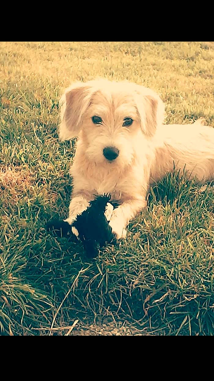 Lisa a rejoint le concours — aidez-le/la à gagner de superbes lots ! canidae, carnivore, cavachon, cockapoo, companion_dog, dog, dog_breed, golden_retriever, grass, labradoodle, maltese, mammal, morkie, poodle_crossbreed, puppy, schnoodle, snout, sporting_group, sporting_lucas_terrier, vertebrate