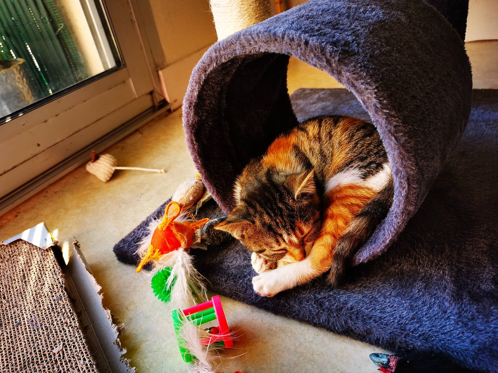 Stella a rejoint le concours — aidez-le/la à gagner de superbes lots ! carnivore, cat, claw, comfort, domestic_short_haired_cat, fawn, felidae, floor, flooring, fur, linens, paw, room, small_to_medium_sized_cats, tail, textile, vertebrate, whiskers, window, wood