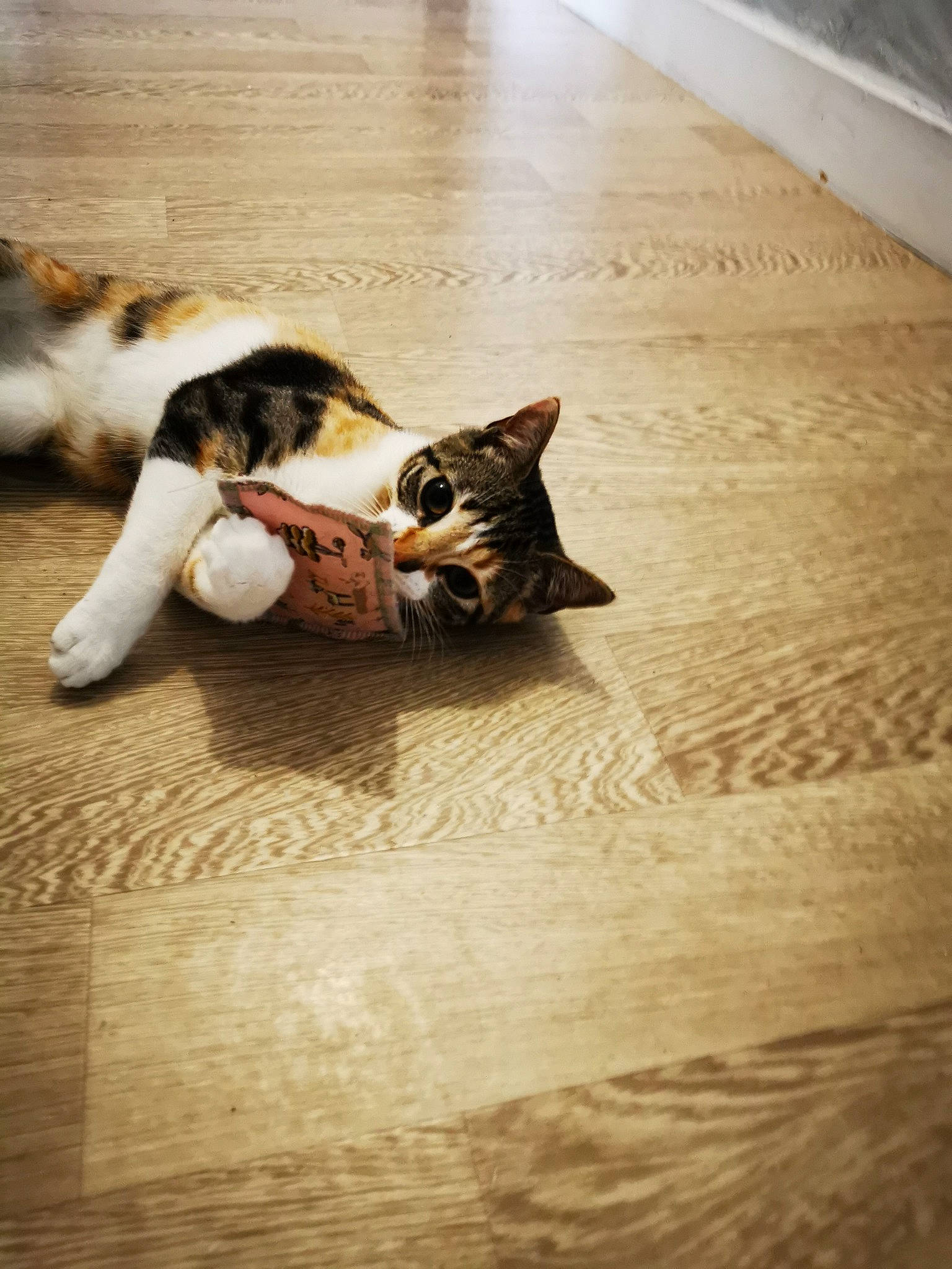 Stella a rejoint le concours — aidez-le/la à gagner de superbes lots ! carnivore, cat, comfort, companion_dog, dog_breed, fawn, felidae, floor, flooring, hardwood, human_leg, laminate_flooring, small_to_medium_sized_cats, snout, tail, tints_and_shades, whiskers, wood, wood_flooring, wood_stain