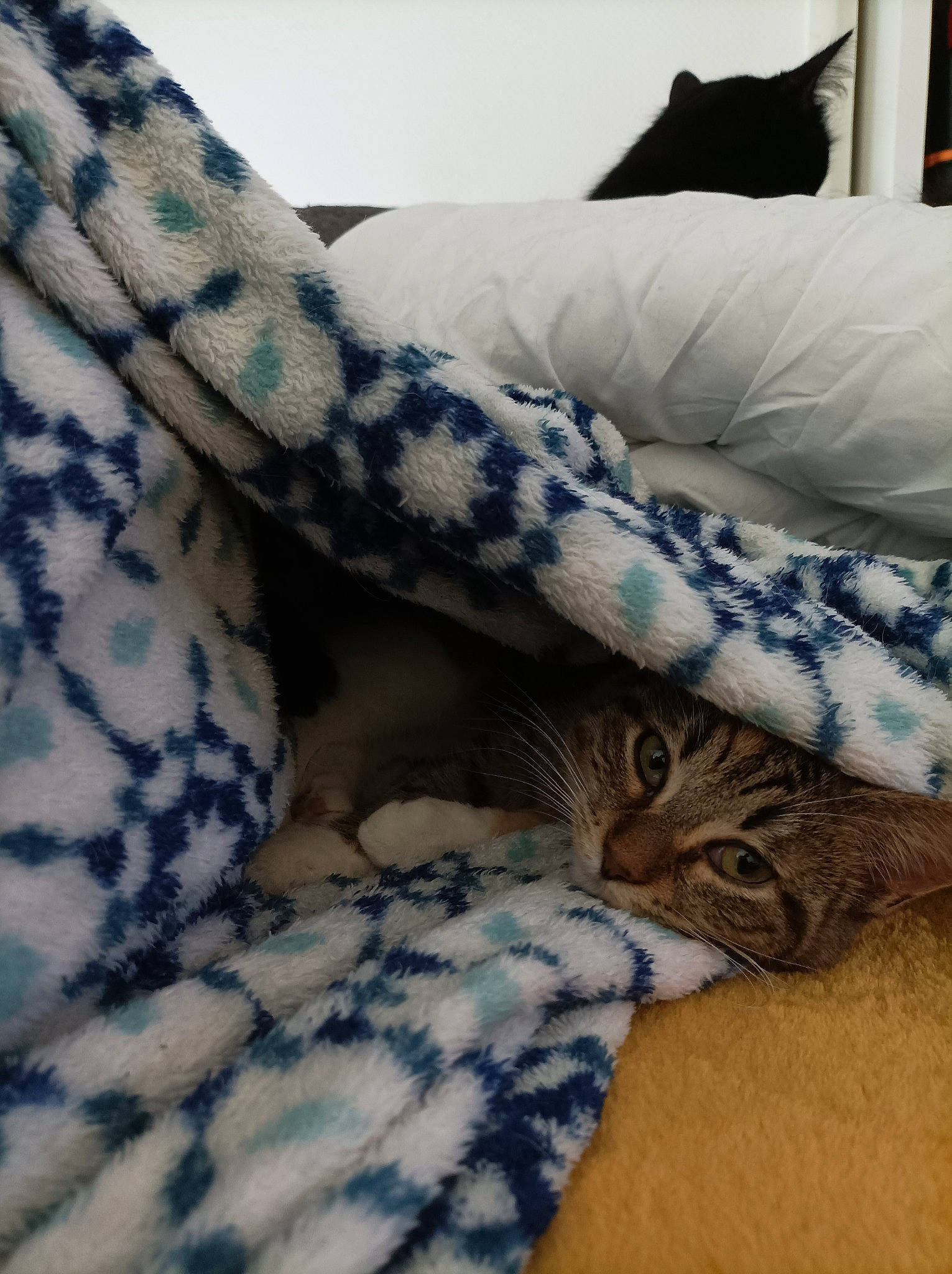Scarlett a rejoint le concours — aidez-le/la à gagner de superbes lots ! bed, bed_sheet, bedding, carnivore, cat, comfort, couch, cushion, domestic_short_haired_cat, electric_blue, felidae, fur, grey, linens, pattern, sleeve, small_to_medium_sized_cats, textile, throw_pillow, whiskers