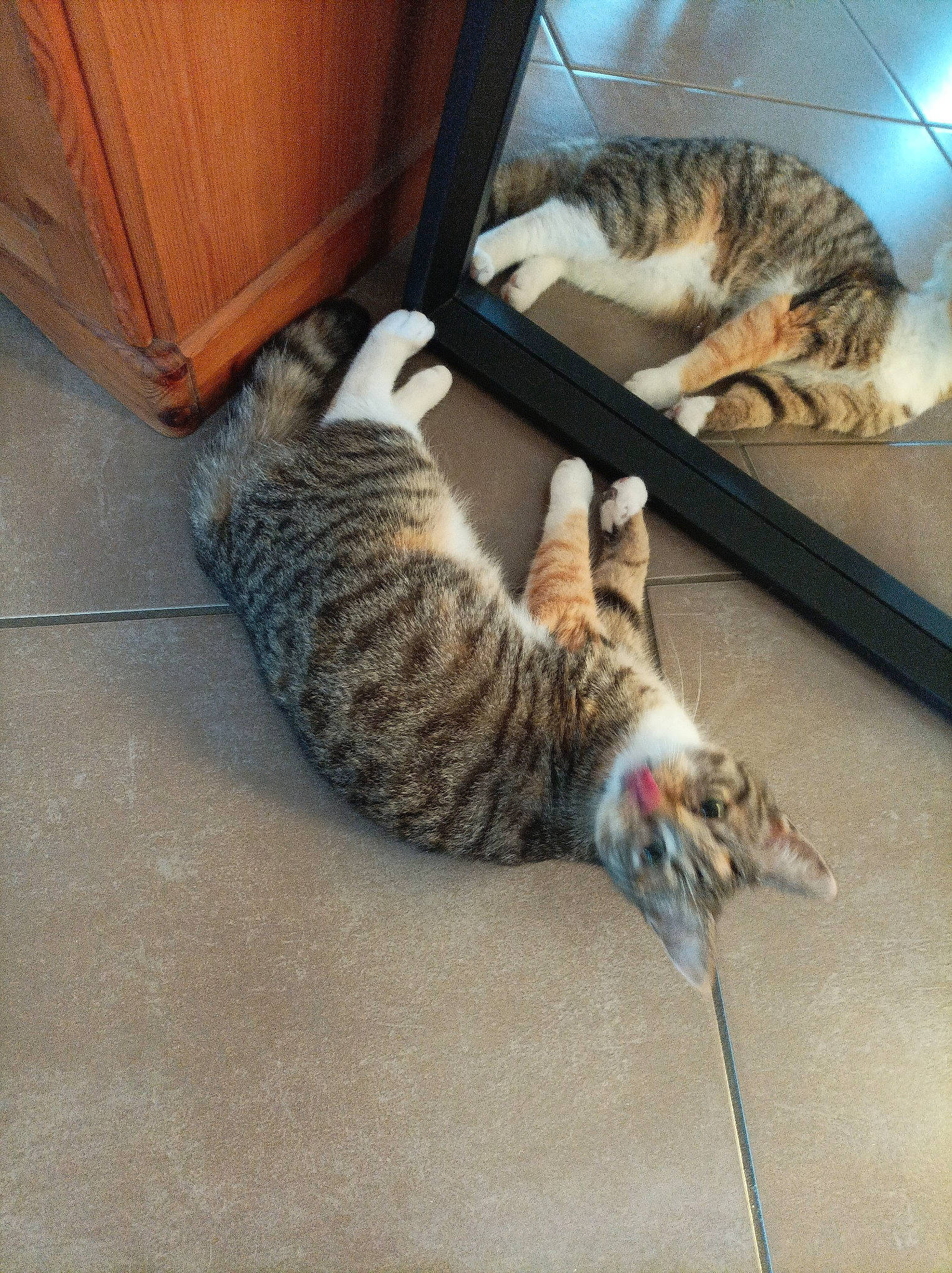 Scarlett a rejoint le concours — aidez-le/la à gagner de superbes lots ! carnivore, cat, claw, comfort, domestic_short_haired_cat, felidae, flooring, fur, hardwood, mammal, metal, nap, paw, room, small_to_medium_sized_cats, tail, terrestrial_animal, vertebrate, whiskers, wood