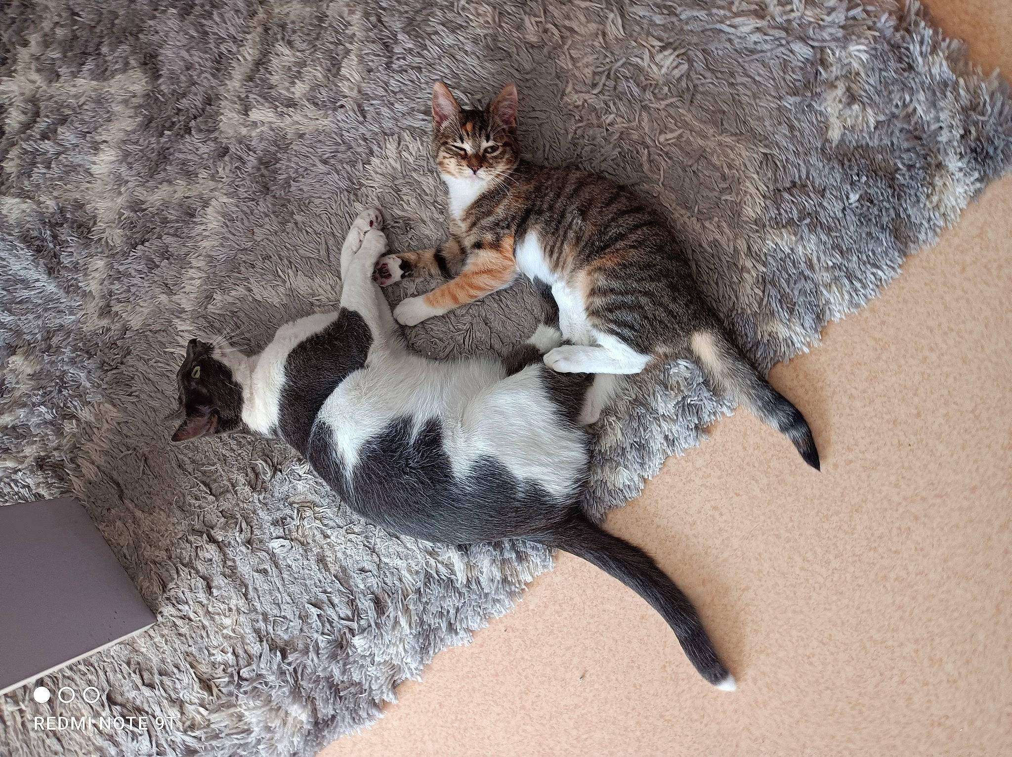 Scarlett participe au concours pour gagner de l'argent avec cette photo : carnivore, cat, claw, comfort, domestic_short_haired_cat, felidae, foot, fur, grey, mammal, paw, sand, small_to_medium_sized_cats, snout, tail, terrestrial_animal, tree, vertebrate, whiskers, wildlife