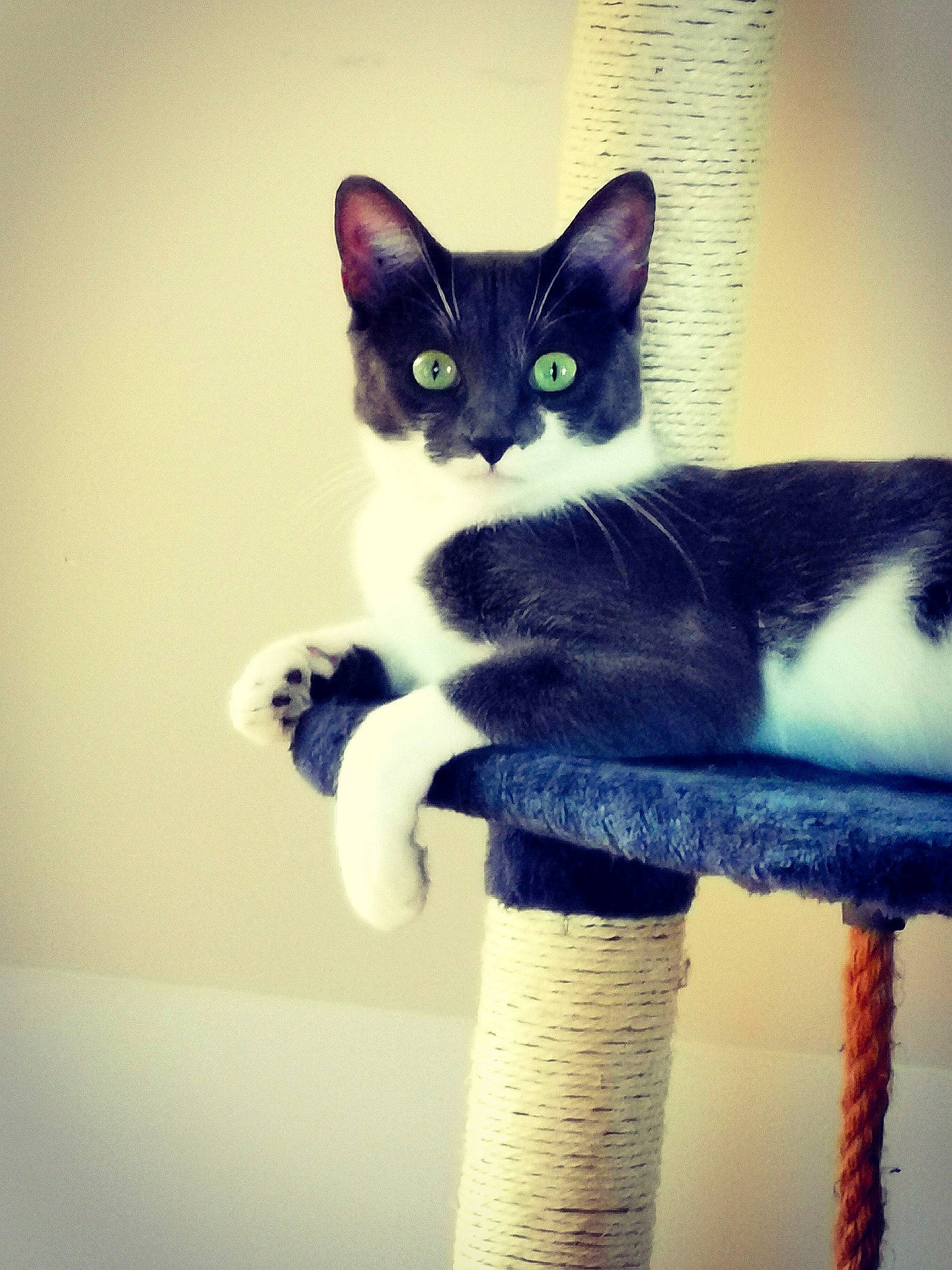 Namy participe au concours pour gagner de l'argent avec cette photo : aegean_cat, asian, black_cat, carnivore, cat, domestic_short_haired_cat, ear, eye, felidae, fur, kitten, ojos_azules, paw, polydactyl_cat, sitting, small_to_medium_sized_cats, table, tail, whiskers