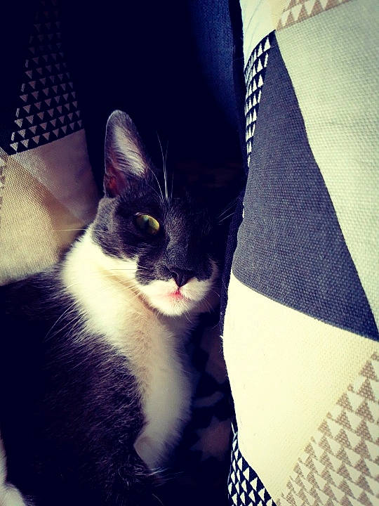 Namy participe au concours pour gagner de l'argent avec cette photo : black, black_and_white, black_cat, carnivore, cat, cloud, domestic_short_haired_cat, ear, felidae, fur, kitten, leg, sky, small_to_medium_sized_cats, square, style, tail, textile, whiskers, white