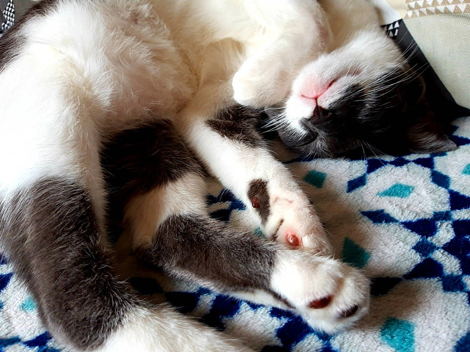 Namy a rejoint le concours — aidez-le/la à gagner de superbes lots ! asian, carnivore, cat, claw, felidae, fur, kitten, nap, paw, polydactyl_cat, small_to_medium_sized_cats, tail, whiskers