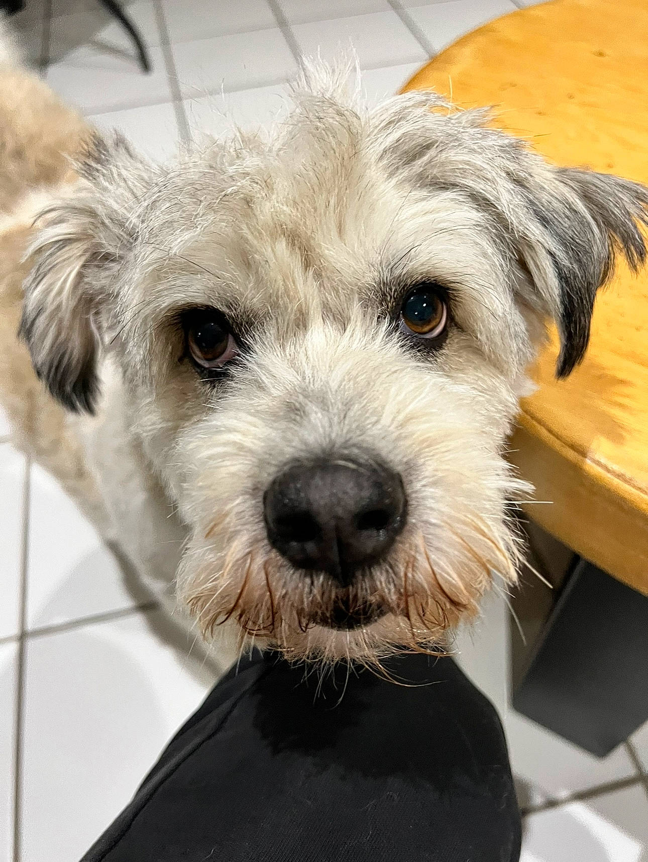 Dipsy participe au concours pour gagner de l'argent avec cette photo : canidae, carnivore, companion_dog, dog, dog_breed, dog_collar, fur, maltepoo, non_sporting_group, small_terrier, snout, sporting_group, terrier, toy_dog, working_animal