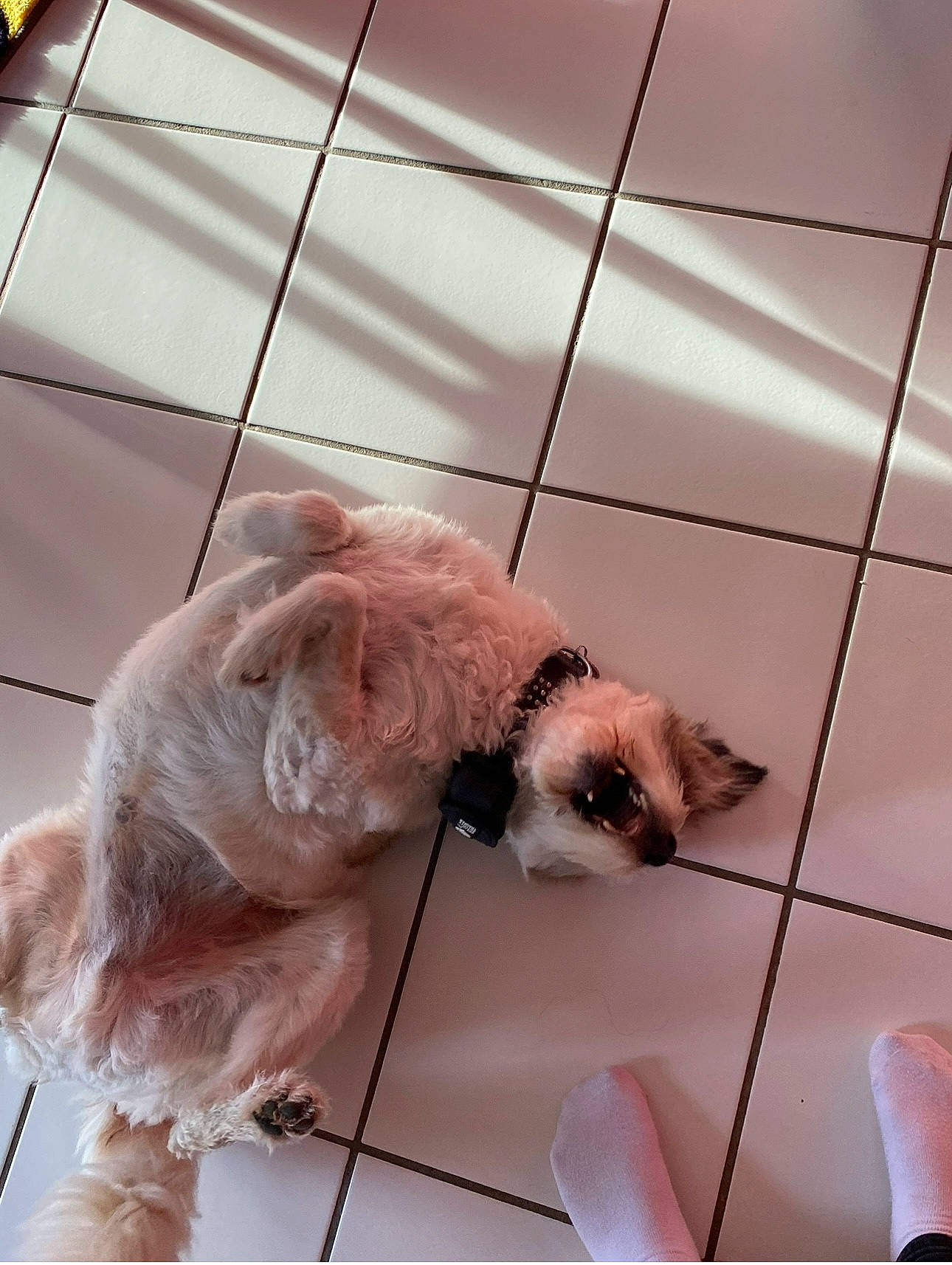 Dipsy participe au concours pour gagner de l'argent avec cette photo : canidae, carnivore, cat, claw, comfort, companion_dog, dog_breed, fawn, felidae, flooring, foot, fur, paw, small_to_medium_sized_cats, snout, sporting_group, tail, whiskers, window, wood