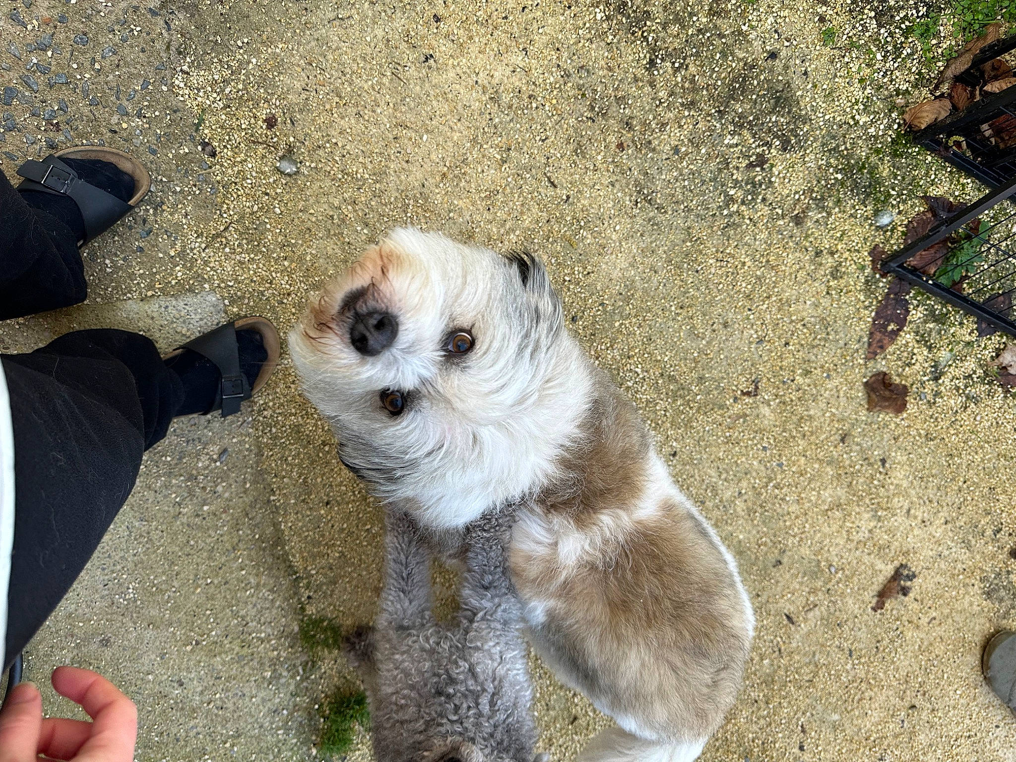 Dipsy a rejoint le concours — aidez-le/la à gagner de superbes lots ! canidae, carnivore, chihuahua, companion_dog, dog, dog_breed, dog_clothes, dog_supply, fawn, fur, small_terrier, snout, soil, sporting_group, sunglasses, tail, terrestrial_animal, terrier, toy_dog, whiskers