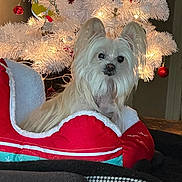Gizzi joined the competition — help win amazing prizes! dog, white_dog, pet_bed, christmas_tree, white_tree, red_ornaments, holiday, festive, indoor, cozy, fur, long_fur, decorations, lights, christmas, red_and_white, cute, small_dog, relaxed, home