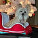 Gizzi