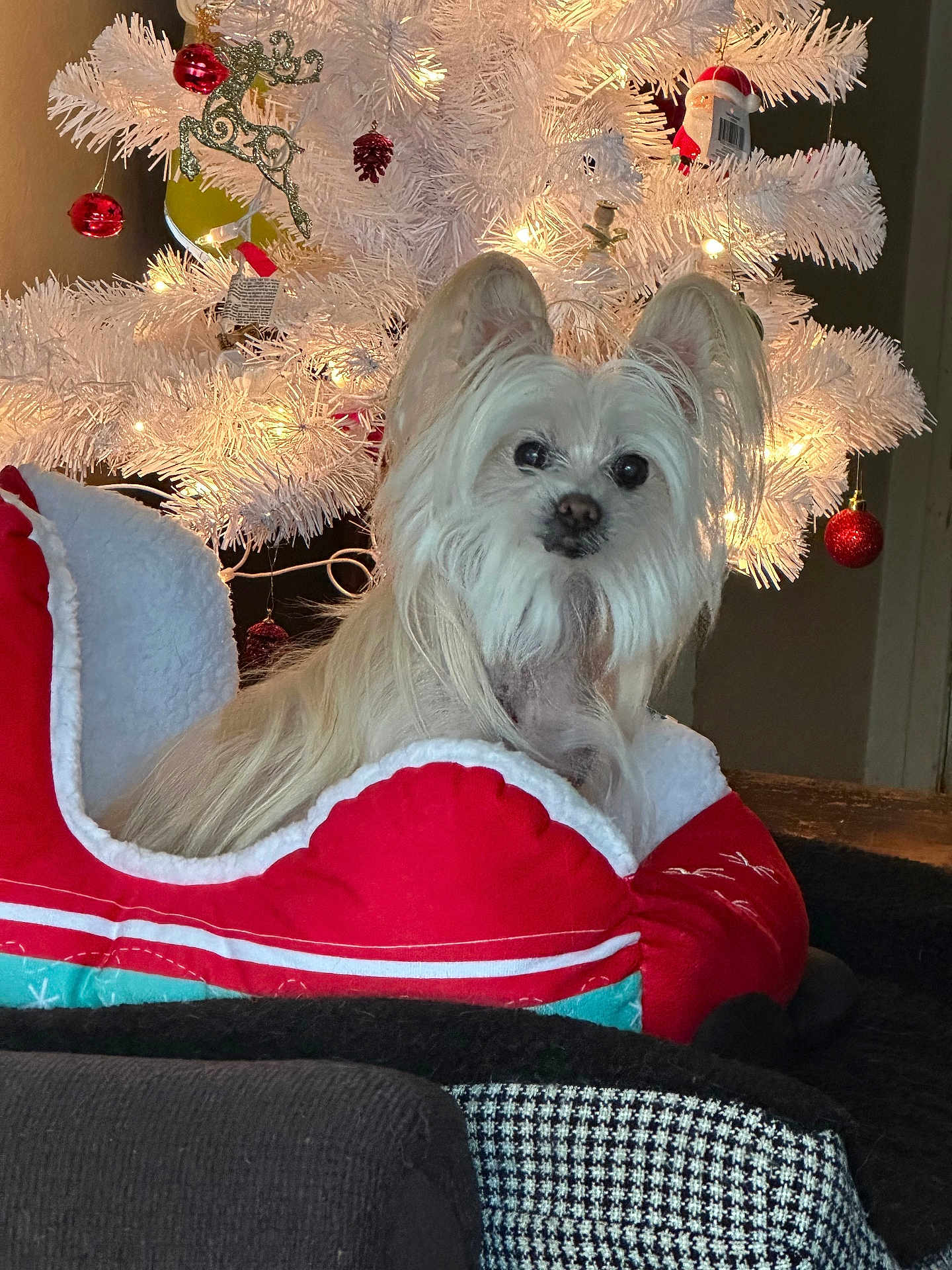 Gizzi joined the competition — help win amazing prizes! dog, white_dog, pet_bed, christmas_tree, white_tree, red_ornaments, holiday, festive, indoor, cozy, fur, long_fur, decorations, lights, christmas, red_and_white, cute, small_dog, relaxed, home