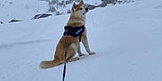 Ashi is registered to the contest to win money with this photo: dog, snow, harness, leash, mountain, winter, outdoor, animal, canine, chalet, hill, cloudy_sky, fur, sitting, landscape, cold, nature, scenic, pet, walking