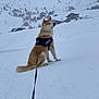 dog, snow, harness, leash, mountain, winter, outdoor, animal, canine, chalet, hill, cloudy_sky, fur, sitting, landscape, cold, nature, scenic, pet, walking