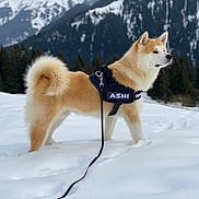 Ashi is registered to the contest to win money with this photo: dog, akita, snow, mountains, forest, harness, leash, outdoor, winter, canine, animal, fur, standing, nature, scenery, cold, fluffy_tail, background, pine_trees, landscape