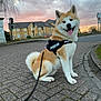 akita, dog, leash, harness, sitting, street, pavement, sunset, cloudy_sky, residential_buildings, traffic_lights, sidewalk, street_lamp, happy, tongue_out, outdoor, pet, canine, urban, walk