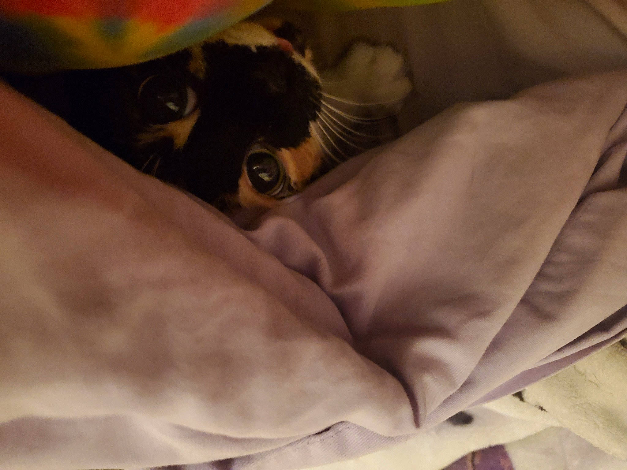 Peanut joined the competition — help win amazing prizes! carnivore, cat, comfort, dog_breed, felidae, fur, grey, human_leg, linens, nap, pattern, sleep, small_to_medium_sized_cats, terrestrial_animal, whiskers, working_animal