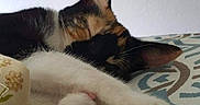 Peanut is registered to the contest to win money with this photo: carnivoran, cat, cat_like_mammal, domestic_short_haired_cat, ear, fur, kitten, nap, paw, small_to_medium_sized_cats, snout, whiskers