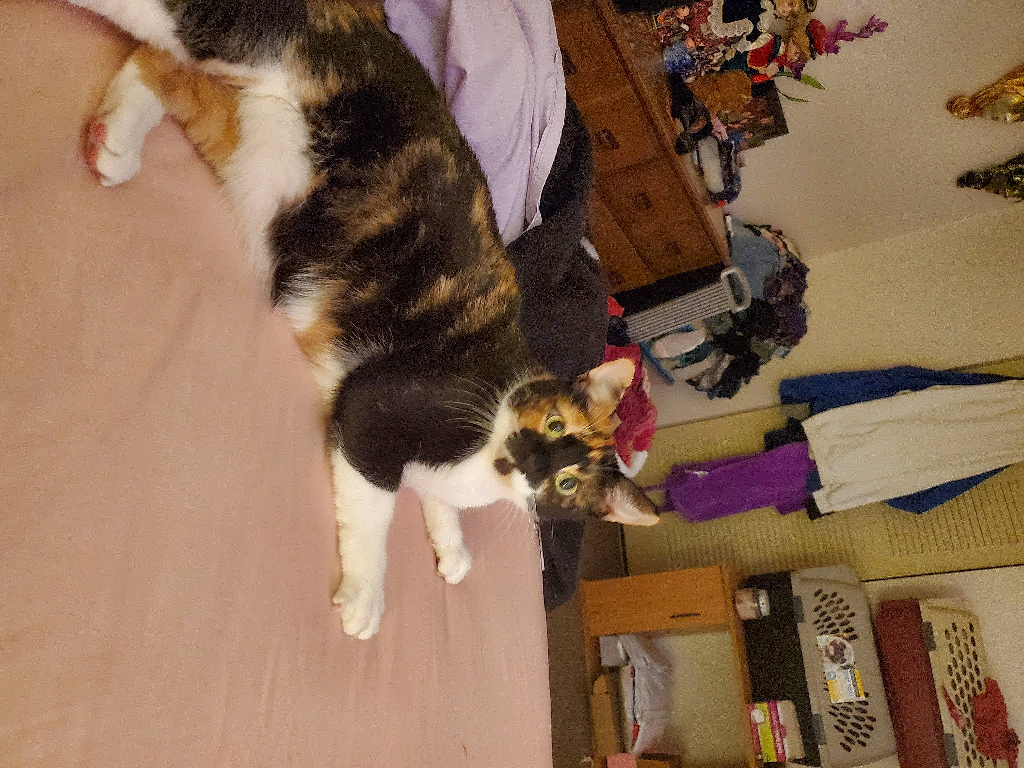 Peanut is registered to the contest to win money with this photo: canidae, carnivore, cat, companion_dog, dog_breed, domestic_short_haired_cat, felidae, flooring, fur, hardwood, room, small_to_medium_sized_cats, sporting_group, tail, whiskers, wood