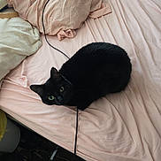 Salem joined the competition — help win amazing prizes! animal, bed, bedroom, black_cat, cable, cozy, curled_up, domestic_cat, feline, green_eyes, household, indoor, looking_up, pet, pink_sheet, relaxed, resting, sleeping_area, soft_lighting, wrinkled_sheet