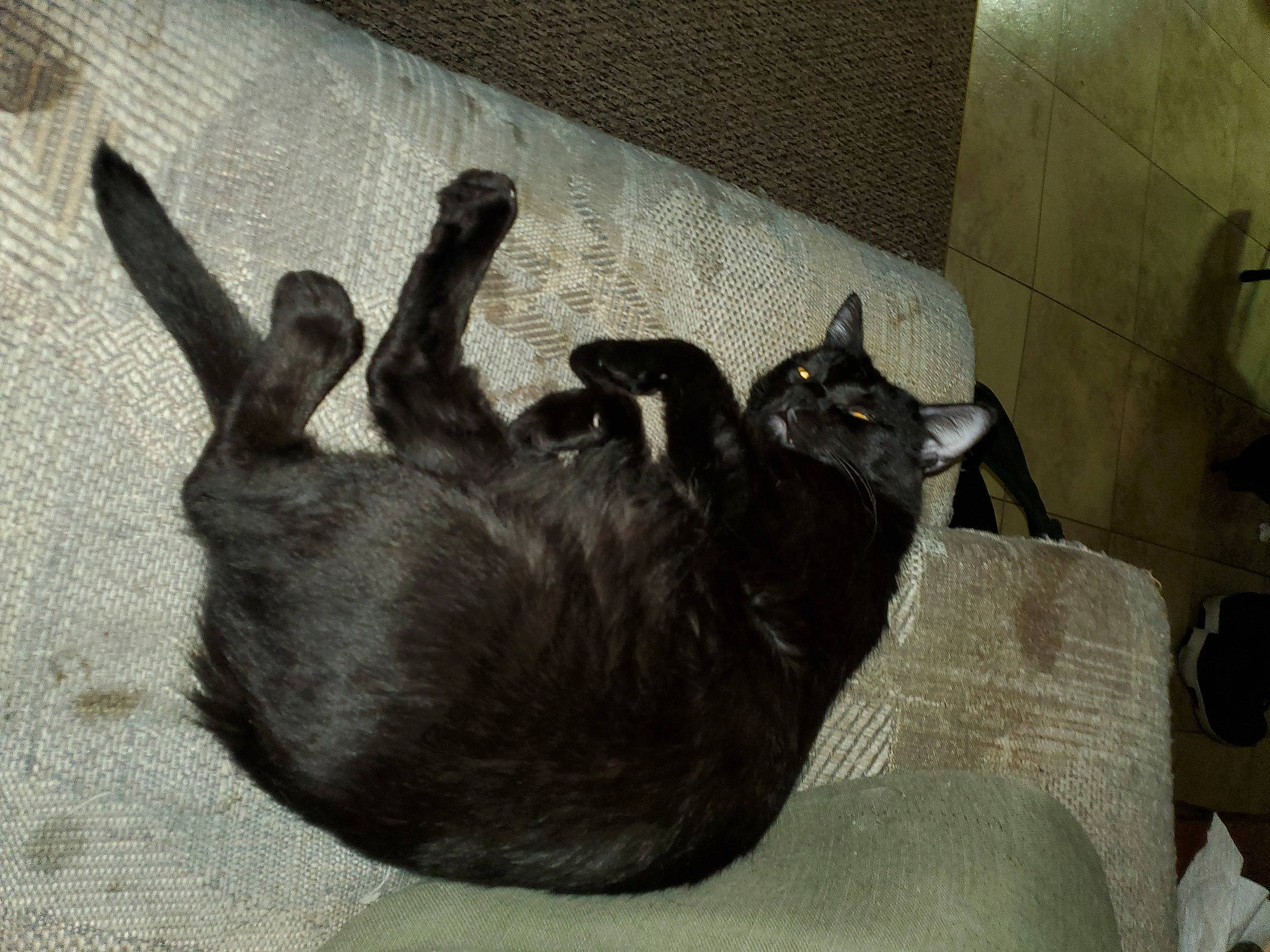 Zara is registered to the contest to win money with this photo: black_cat, bombay, canidae, carnivore, cat, claw, comfort, dog_breed, domestic_short_haired_cat, fawn, felidae, fur, grey, paw, small_to_medium_sized_cats, snout, sporting_group, tail, terrestrial_animal, whiskers