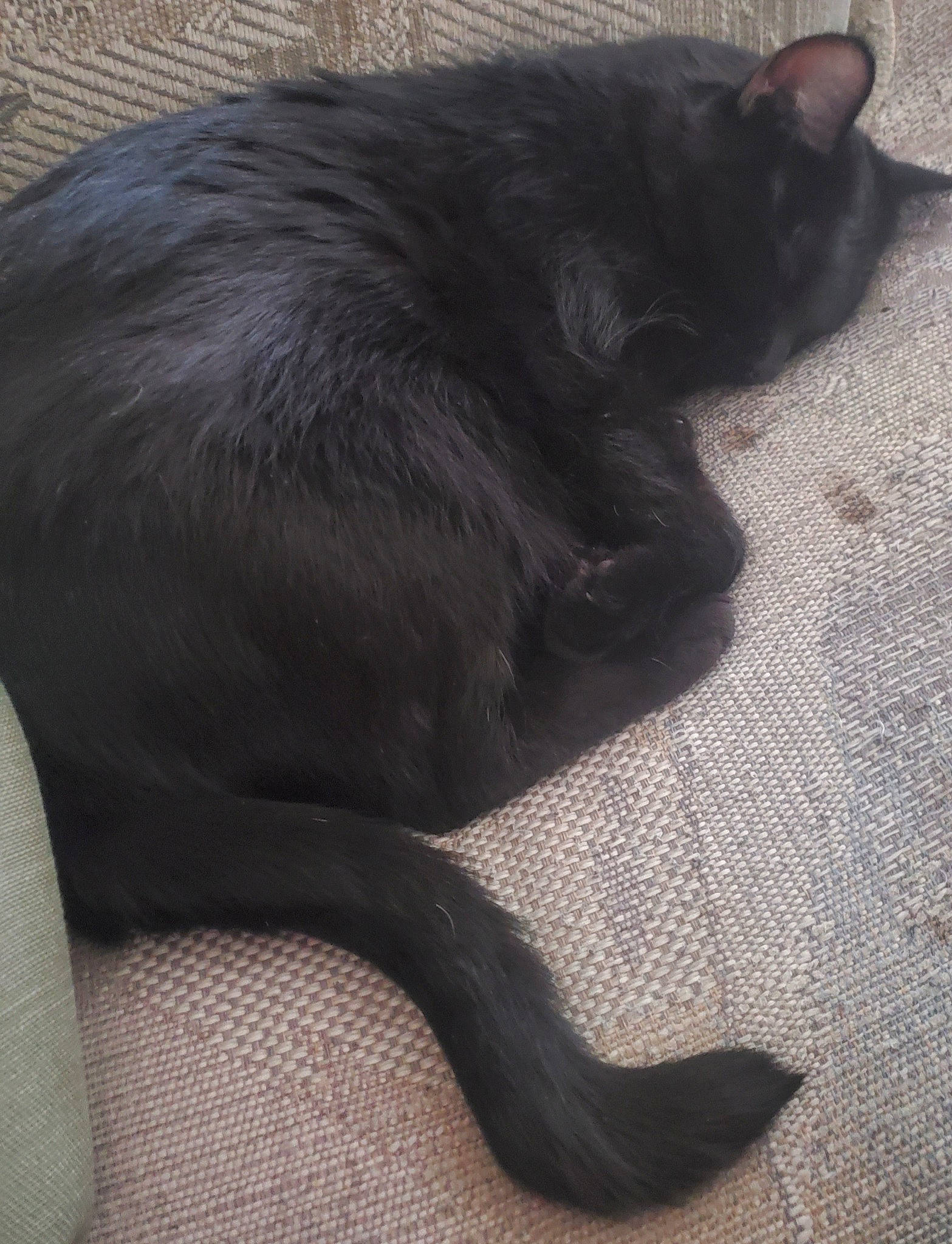 Zara joined the competition — help win amazing prizes! black_cat, bombay, carnivore, cat, claw, comfort, domestic_short_haired_cat, felidae, foot, fur, gesture, grey, human_leg, knee, paw, small_to_medium_sized_cats, snout, tail, terrestrial_animal, whiskers