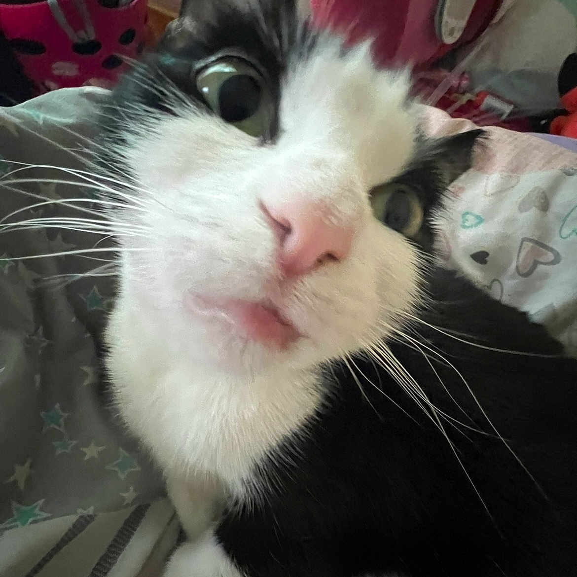 Taffy is registered to the contest to win money with this photo: animal, bed, black_and_white, blanket, cat, close_up, cozy, curious, cute, domestic, eye, face, feline, fur, indoor, pet, pink_nose, soft, toy, whiskers