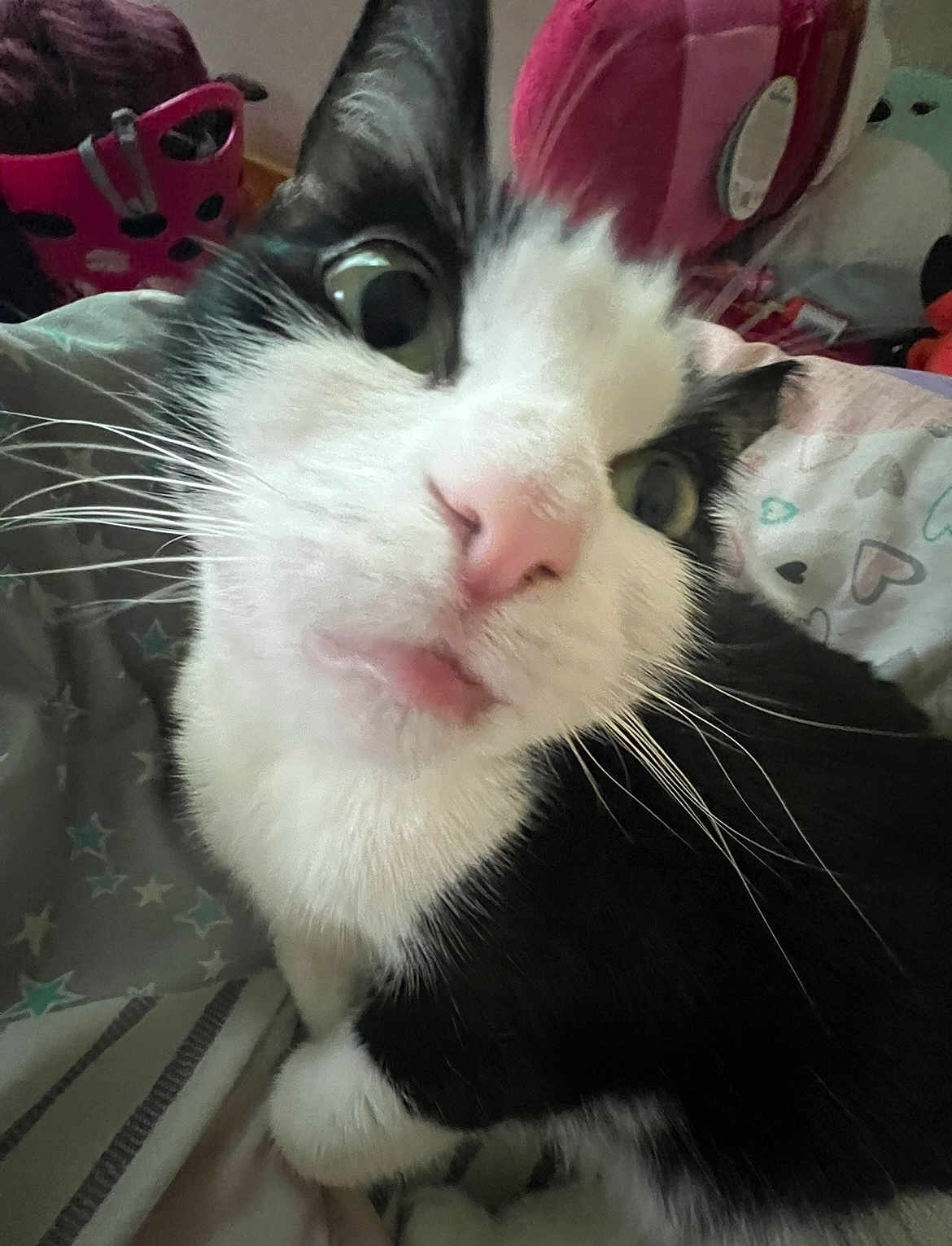 Taffy is registered to the contest to win money with this photo: cat, black_and_white, close_up, indoor, curious, whiskers, pink_nose, bed, blanket, toy, feline, pet, fur, animal, face, eye, soft, cozy, cute, domestic