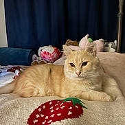 Custard is registered to the contest to win money with this photo: cat, orange_cat, blanket, strawberry_pattern, stuffed_animals, bed, indoor, relaxed, feline, soft_toys, curtains, cozy, resting, pet, animal, cute, fur, whiskers, paw, lying_down