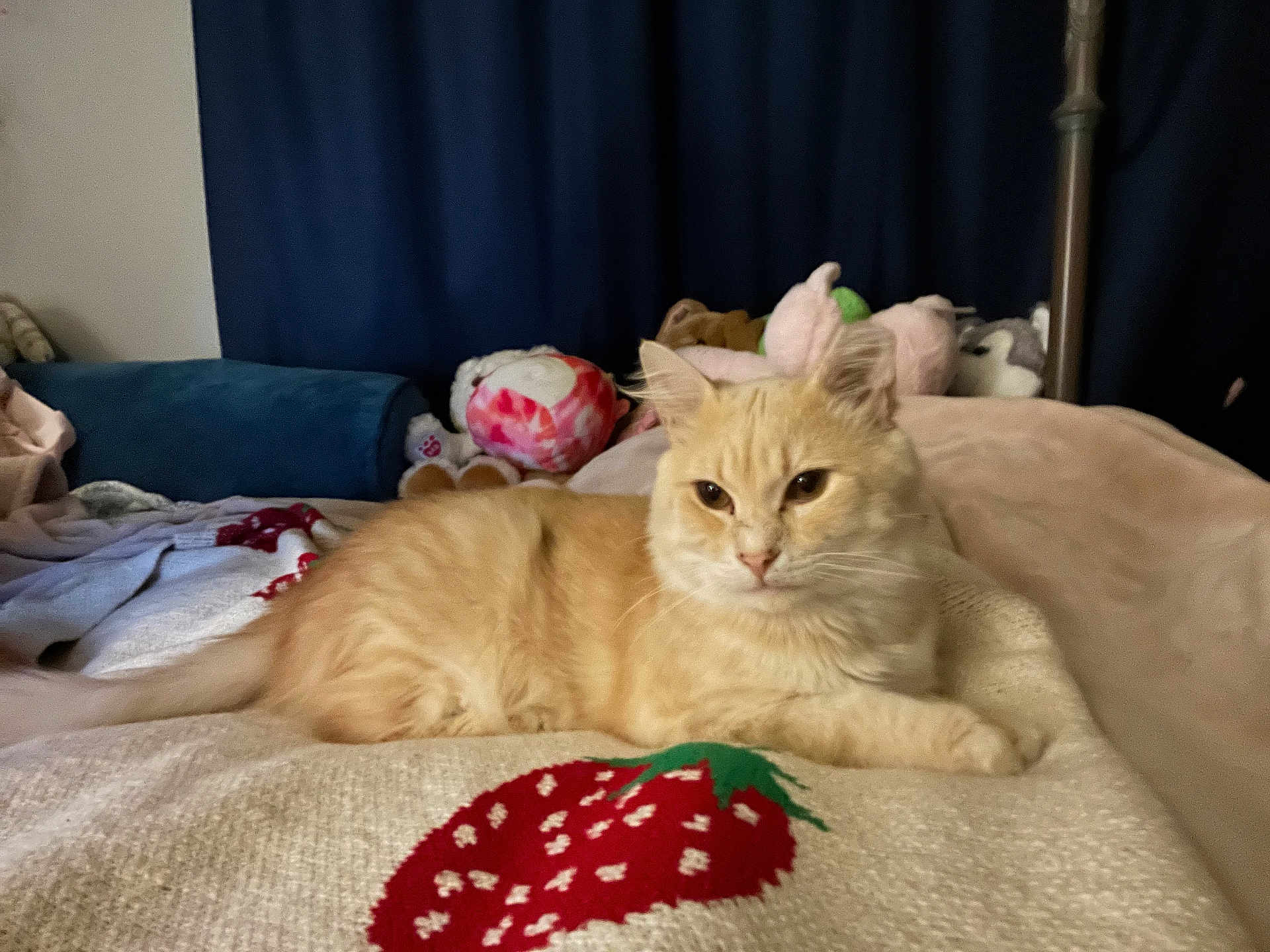 Custard is registered to the contest to win money with this photo: cat, orange_cat, blanket, strawberry_pattern, stuffed_animals, bed, indoor, relaxed, feline, soft_toys, curtains, cozy, resting, pet, animal, cute, fur, whiskers, paw, lying_down