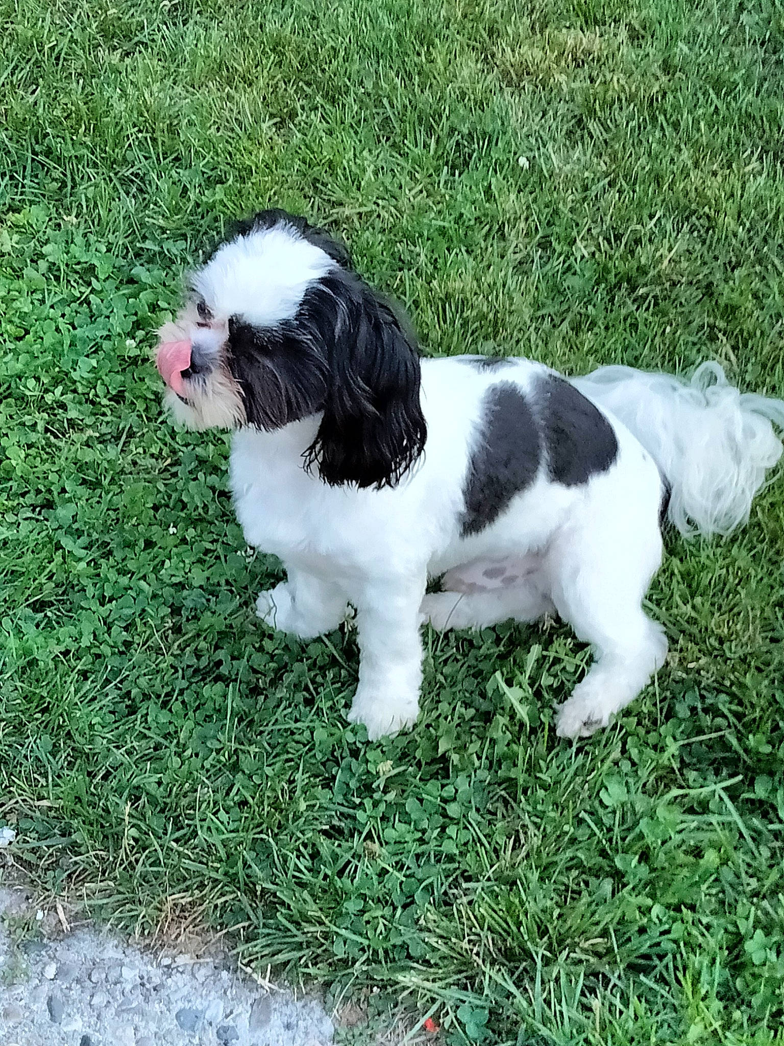 Rolo is registered to the contest to win money with this photo: canidae, carnivore, companion_dog, dog, dog_breed, fawn, fur, grass, gun_dog, liver, non_sporting_group, plant, snout, sporting_group, tail, terrestrial_animal, toy_dog, tree, working_animal, working_dog