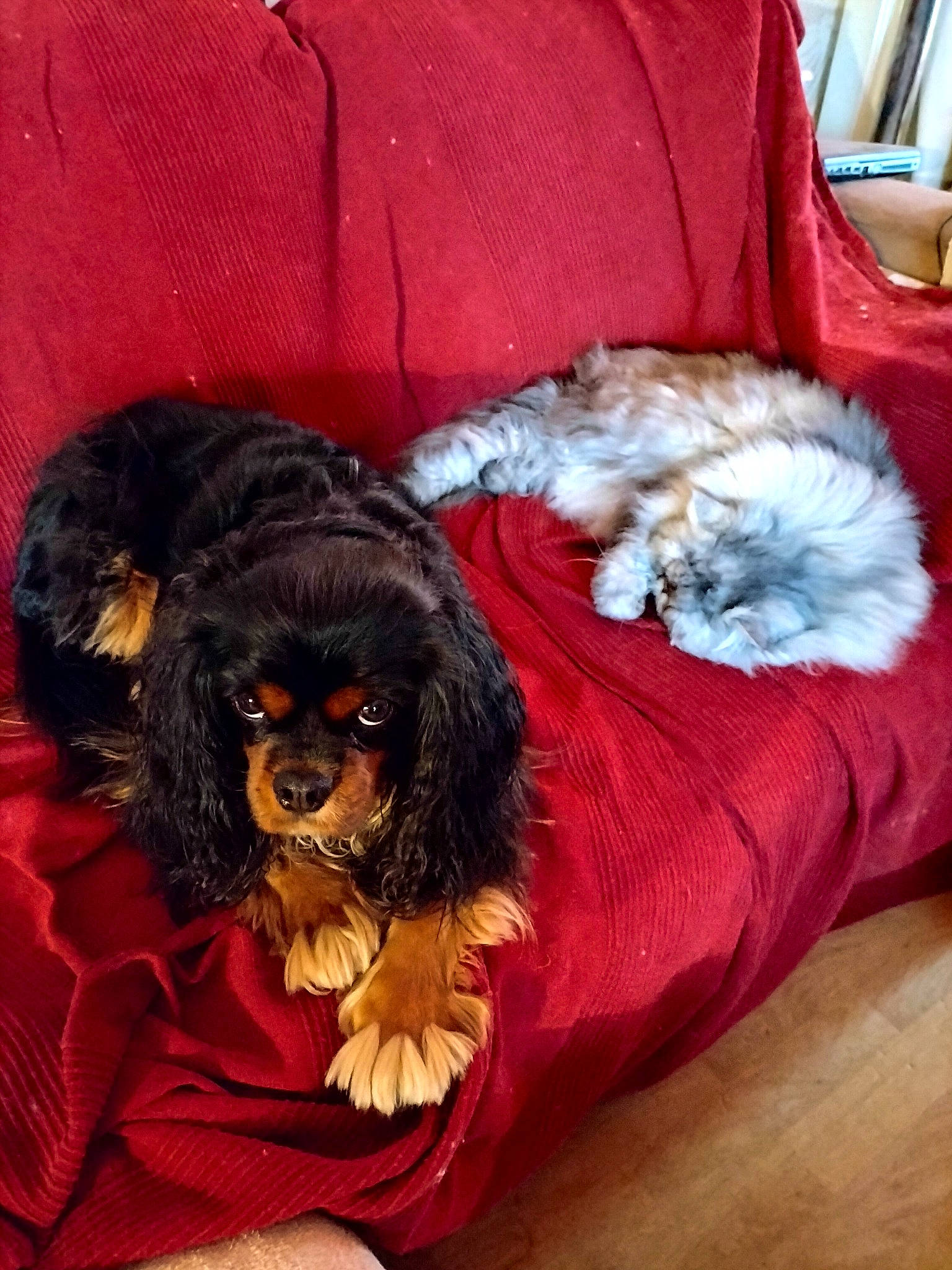 Odin participe au concours pour gagner de l'argent avec cette photo : canidae, carnivore, comfort, companion_dog, couch, dog, dog_breed, dog_supply, fawn, fur, hardwood, hat, liver, puppy_love, snout, spaniel, sporting_group, terrier, toy_dog, working_animal