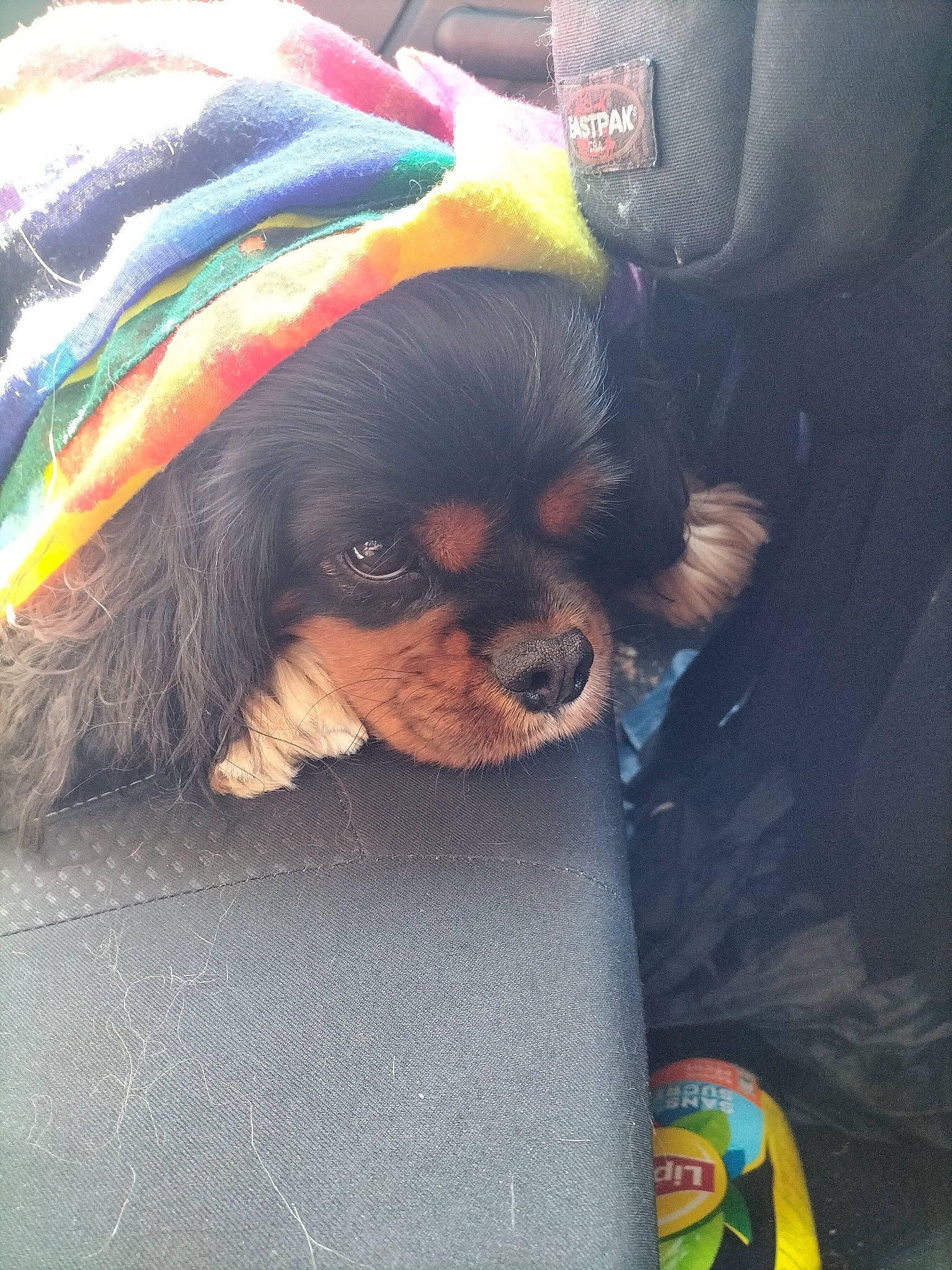 Odin participe au concours pour gagner de l'argent avec cette photo : auto_part, canidae, carnivore, cavalier_king_charles_spaniel, companion_dog, dog, dog_breed, dog_supply, fur, japanese_chin, king_charles_spaniel, liver, pattern, snout, spaniel, sporting_group, toy_dog, working_animal