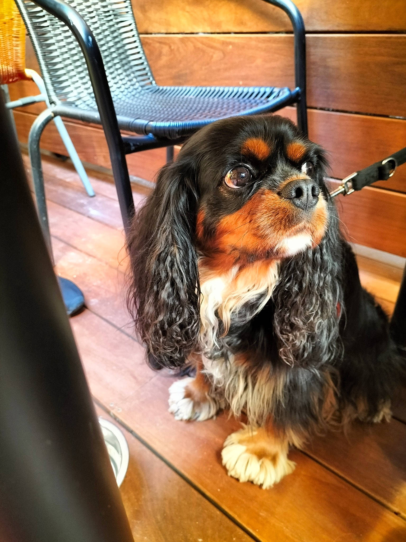 Odin participe au concours pour gagner de l'argent avec cette photo : canidae, carnivore, cavalier_king_charles_spaniel, chair, companion_dog, dog, dog_breed, dog_supply, flooring, fur, hardwood, liver, metal, snout, spaniel, sporting_group, toy_dog, wood, working_animal, working_dog