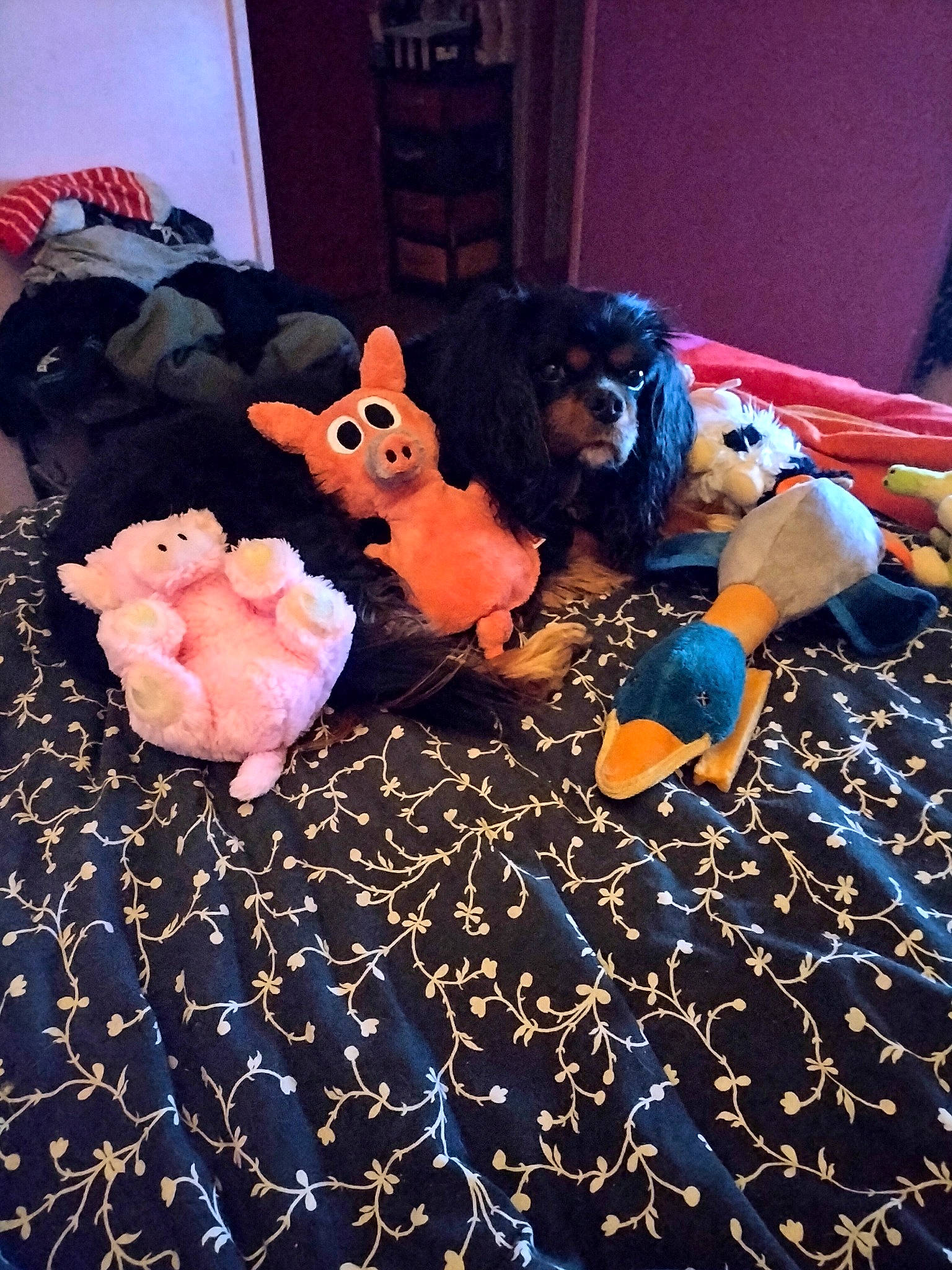 Odin a rejoint le concours — aidez-le/la à gagner de superbes lots ! carmine, child, companion_dog, doll, electric_blue, event, fawn, floor, flooring, fun, fur, happy, linens, pattern, plush, purple, room, stuffed_toy, textile, toy