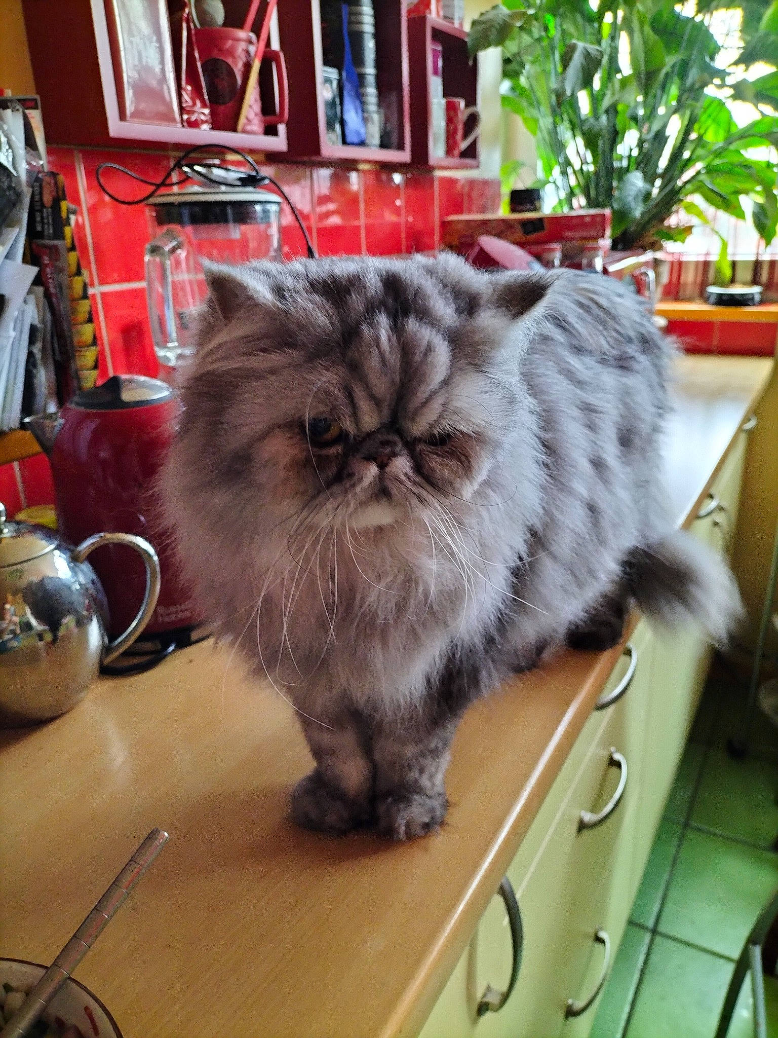 Flannel a rejoint le concours — aidez-le/la à gagner de superbes lots ! box, british_longhair, carnivore, cat, chair, domestic_short_haired_cat, event, fawn, felidae, flowerpot, fur, houseplant, plant, small_to_medium_sized_cats, snout, table, tableware, tail, whiskers, wood