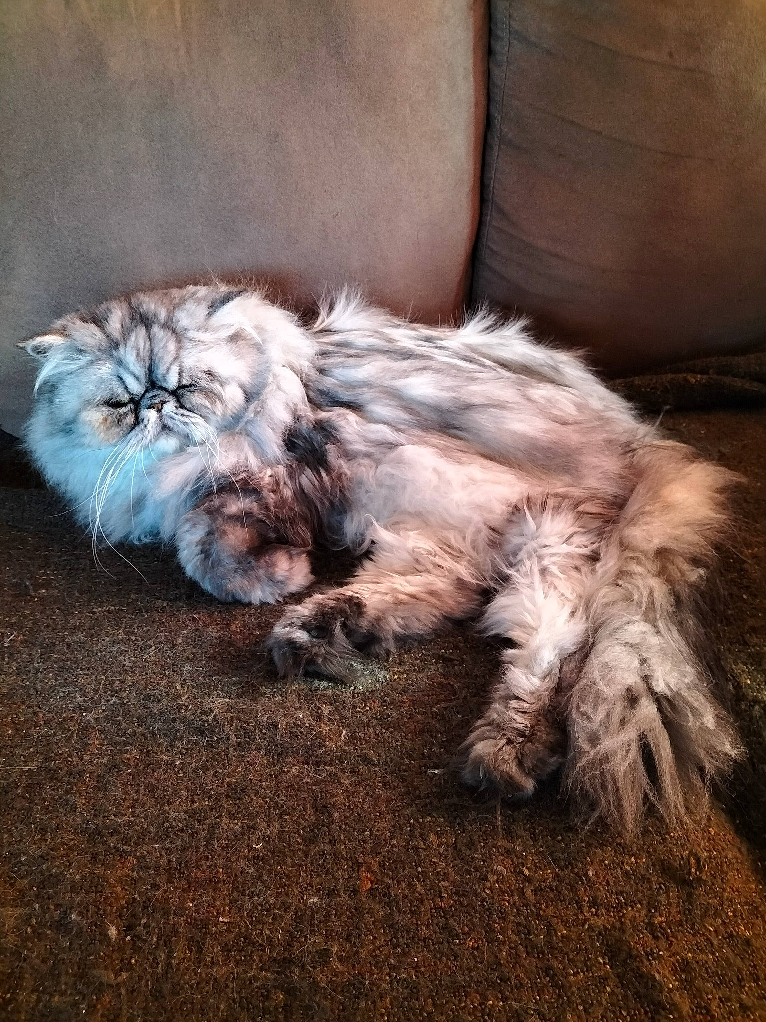 Flannel participe au concours pour gagner de l'argent avec cette photo : carnivore, cat, claw, cloud, comfort, companion_dog, dog_breed, fawn, felidae, foot, fur, grass, human_leg, paw, small_to_medium_sized_cats, snout, soil, tail, terrestrial_animal, whiskers