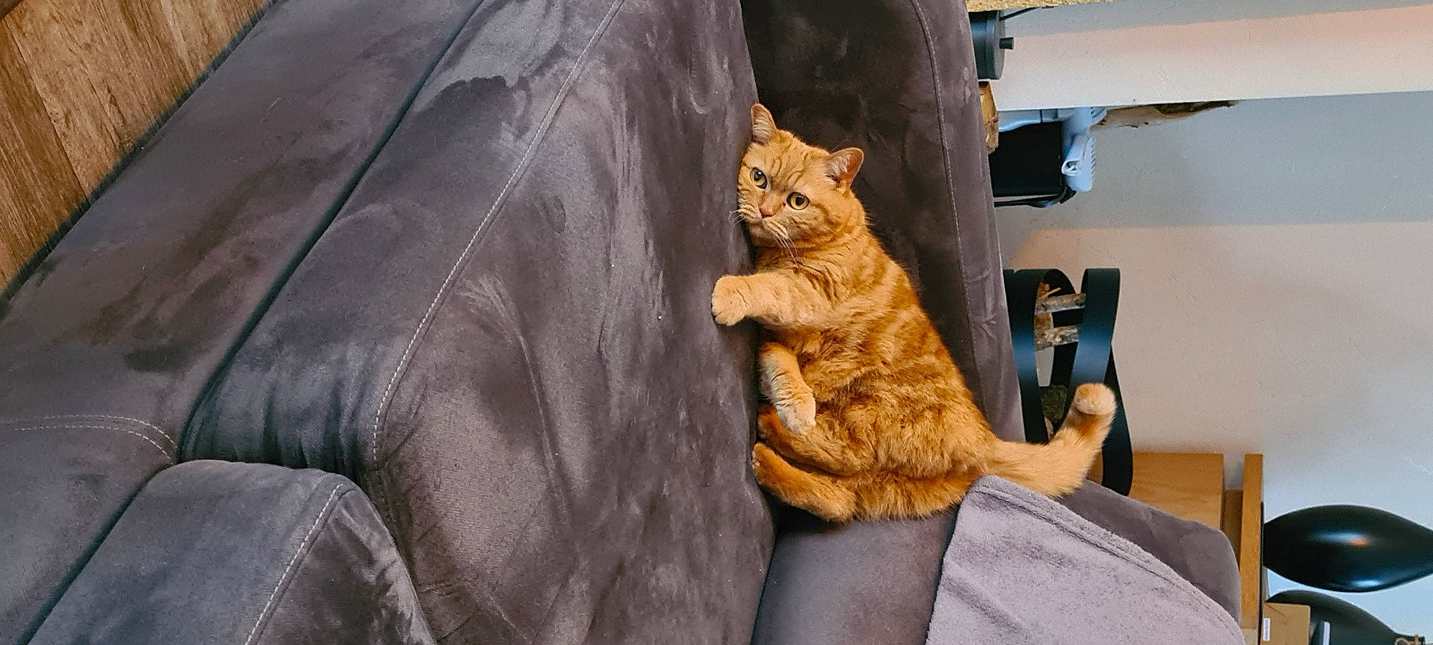 Maïa participe au concours pour gagner de l'argent avec cette photo : art, automotive_design, automotive_exterior, automotive_tire, big_cats, canidae, carnivore, cat, comfort, domestic_short_haired_cat, fawn, felidae, fur, metal, motor_vehicle, small_to_medium_sized_cats, tire, vehicle_door, whiskers, wood