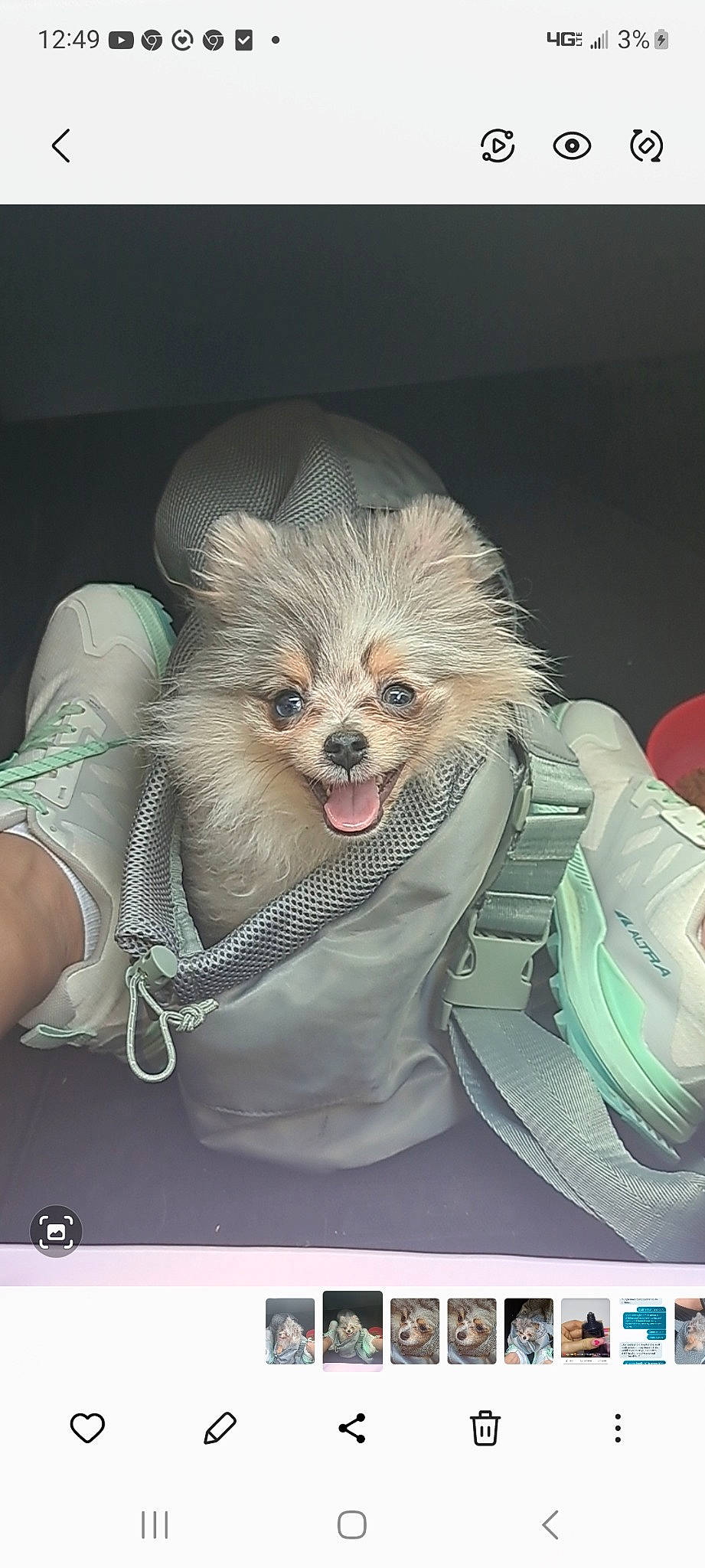 Tasmanian is registered to the contest to win money with this photo: canidae, carnivore, companion_dog, dog_breed, fashion_accessory, fictional_character, font, fur, paw, photo_caption, screenshot, sitting, toy_dog, whiskers