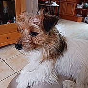 Aura participe au concours pour gagner de l'argent avec cette photo : animal, brown, canine, companion, cute, dog, domestic, fluffy, fur, furniture, home, indoor, kitchen, leather, looking_away, pet, portrait, relaxed, tile_floor, white