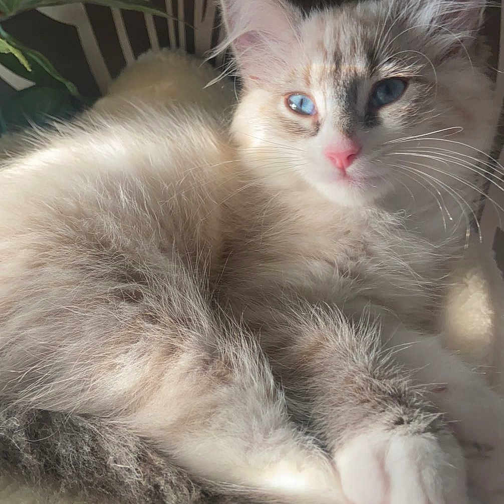 Gabanna participe au concours pour gagner de l'argent avec cette photo : abyssinian, angora, animal, cat, chair, cushion, face, furniture, head, homedecor, kitten, manx, person, pet, photography, plant, portrait, siamese, sleeping, white