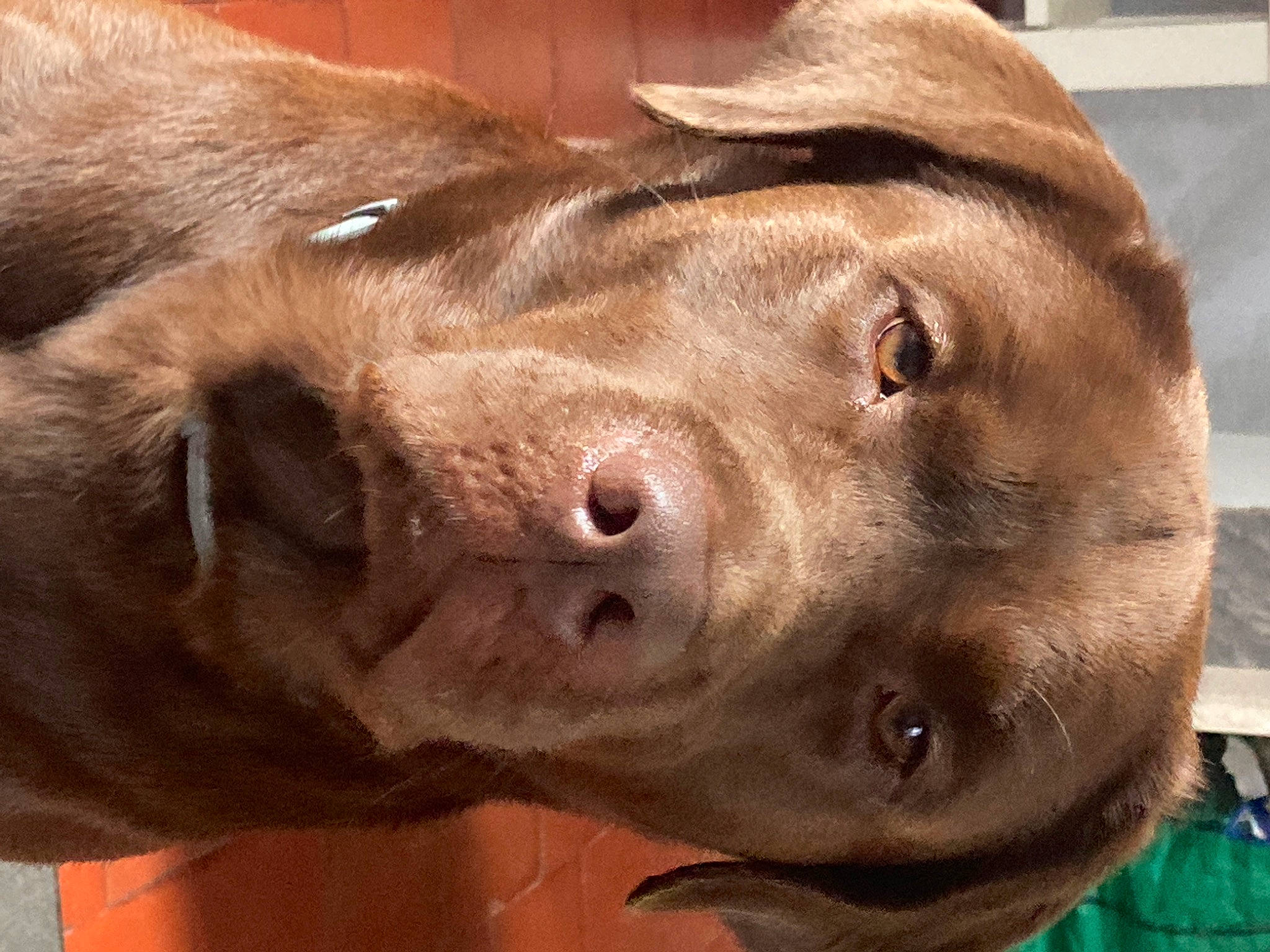 Rafal a rejoint le concours — aidez-le/la à gagner de superbes lots ! canidae, carnivore, companion_dog, dog, dog_breed, ear, fawn, fur, hat, hunting_dog, labrador_retriever, liver, pointing_breed, snout, sporting_group, terrestrial_animal, whiskers, working_animal, wrinkle