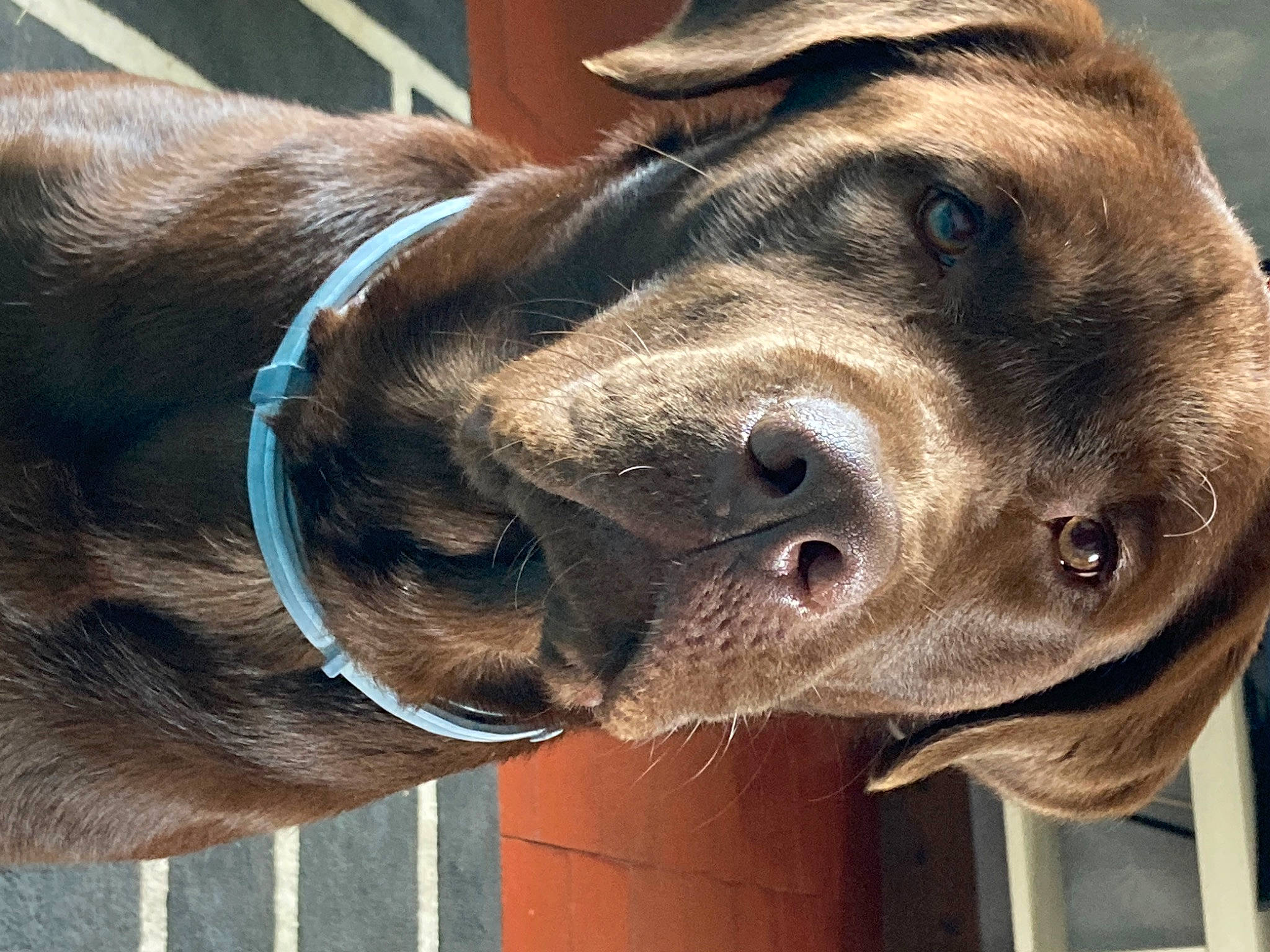 Rafal a rejoint le concours — aidez-le/la à gagner de superbes lots ! canidae, carnivore, collar, companion_dog, dog, dog_breed, dog_collar, ear, electric_blue, fawn, fur, jaw, liver, pet_supply, snout, sporting_group, terrestrial_animal, whiskers, working_animal, wrinkle