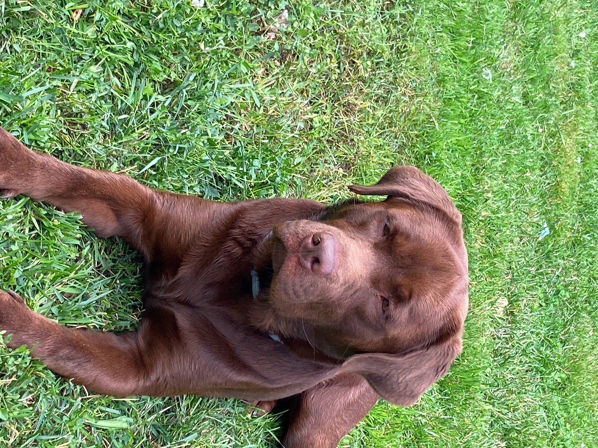 Rafal participe au concours pour gagner de l'argent avec cette photo : canidae, carnivore, companion_dog, dog, dog_breed, fawn, fur, grass, groundcover, hunting_dog, liver, natural_material, plant, snout, sporting_group, terrestrial_animal, wildlife, working_animal, wrinkle