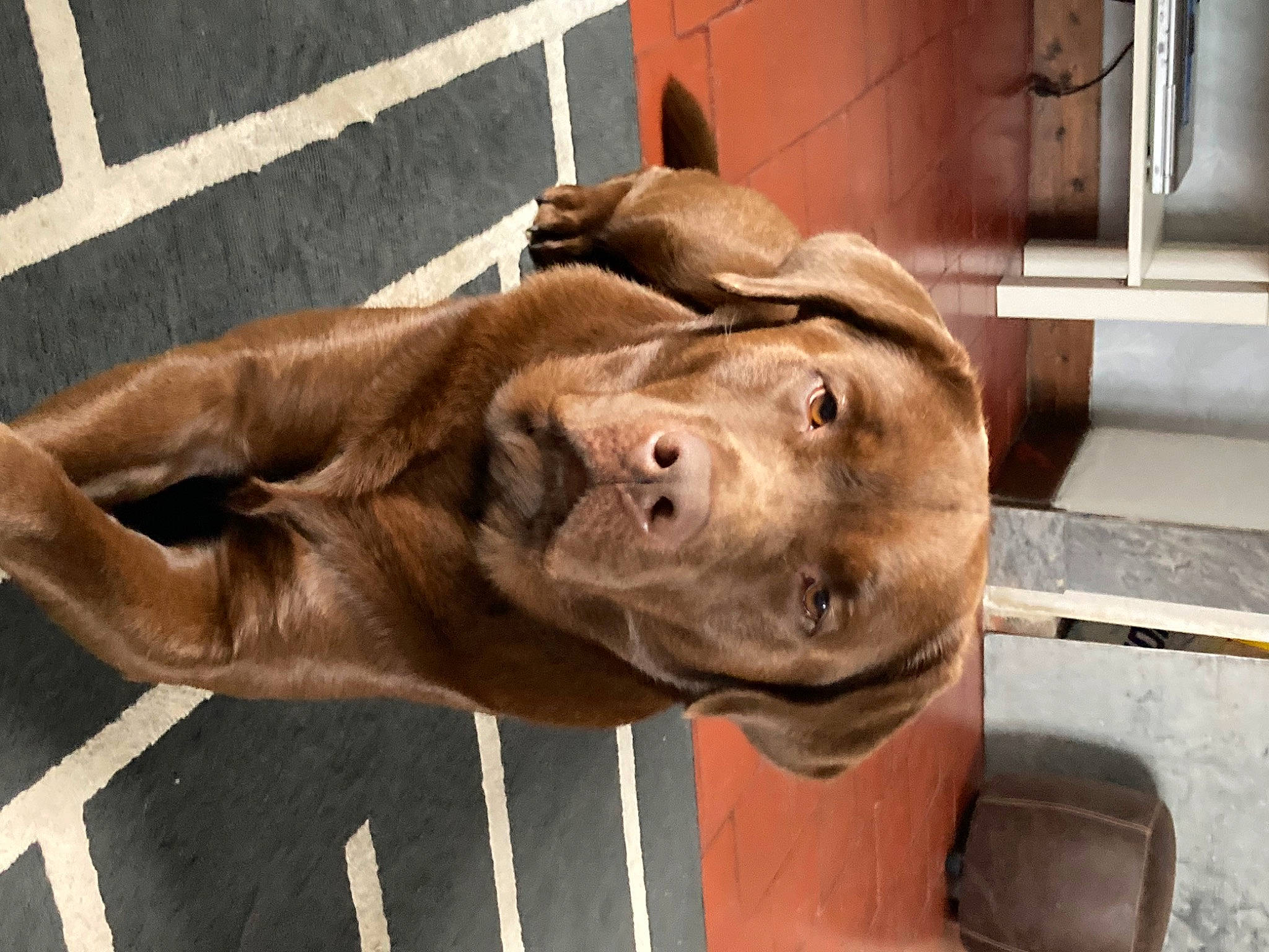 Rafal a rejoint le concours — aidez-le/la à gagner de superbes lots ! carnivore, companion_dog, dog, dog_breed, ear, fawn, gesture, great_dane, jaw, liver, mammal, pet_supply, snout, sporting_group, terrestrial_animal, vertebrate, whiskers, wood, working_animal, wrinkle