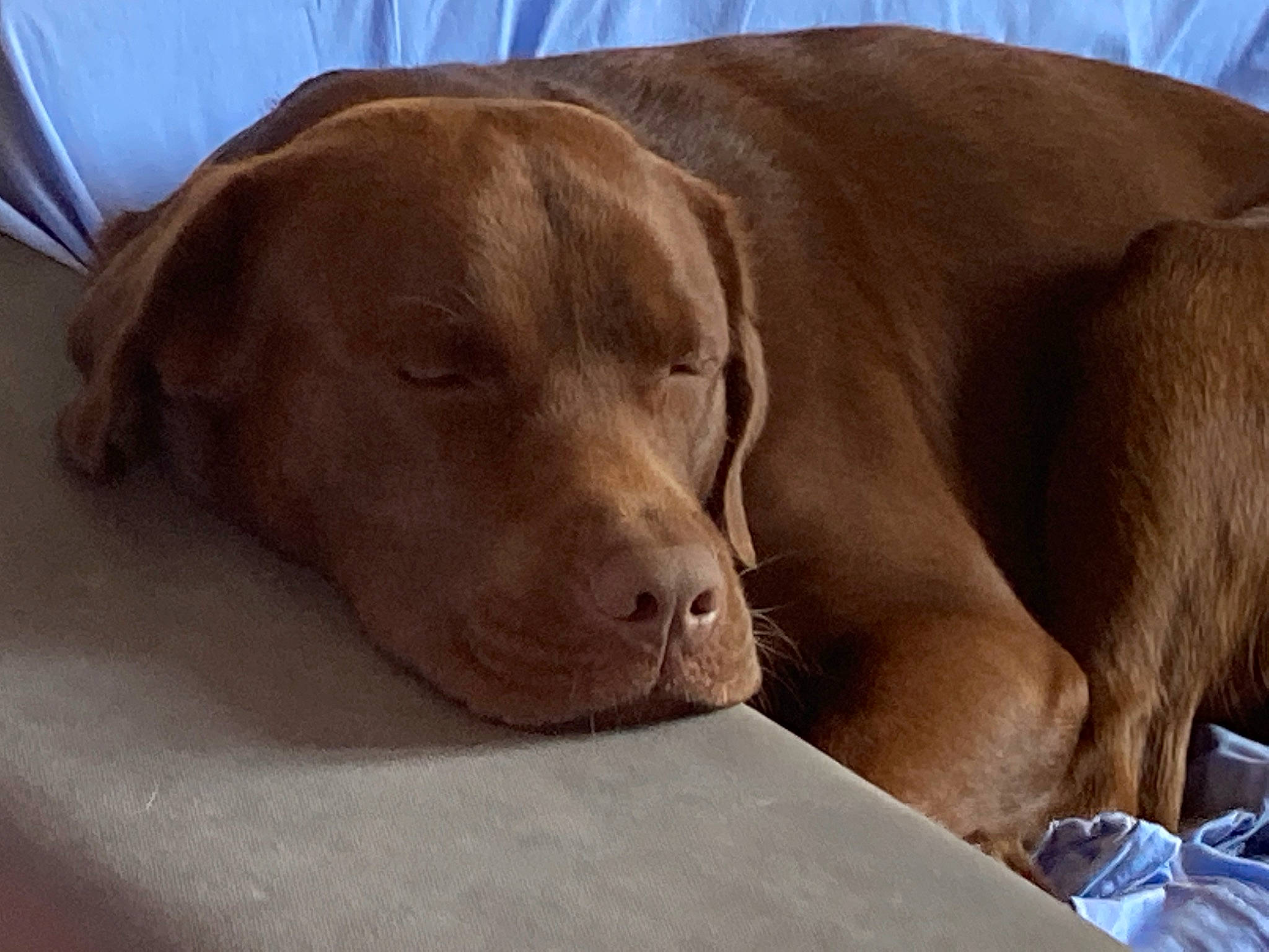 Rafal a rejoint le concours — aidez-le/la à gagner de superbes lots ! canidae, carnivore, comfort, companion_dog, dog, dog_breed, fawn, fur, gun_dog, labrador_retriever, liver, pet_supply, pointing_breed, retriever, snout, sporting_group, terrestrial_animal, whiskers, wood, working_animal