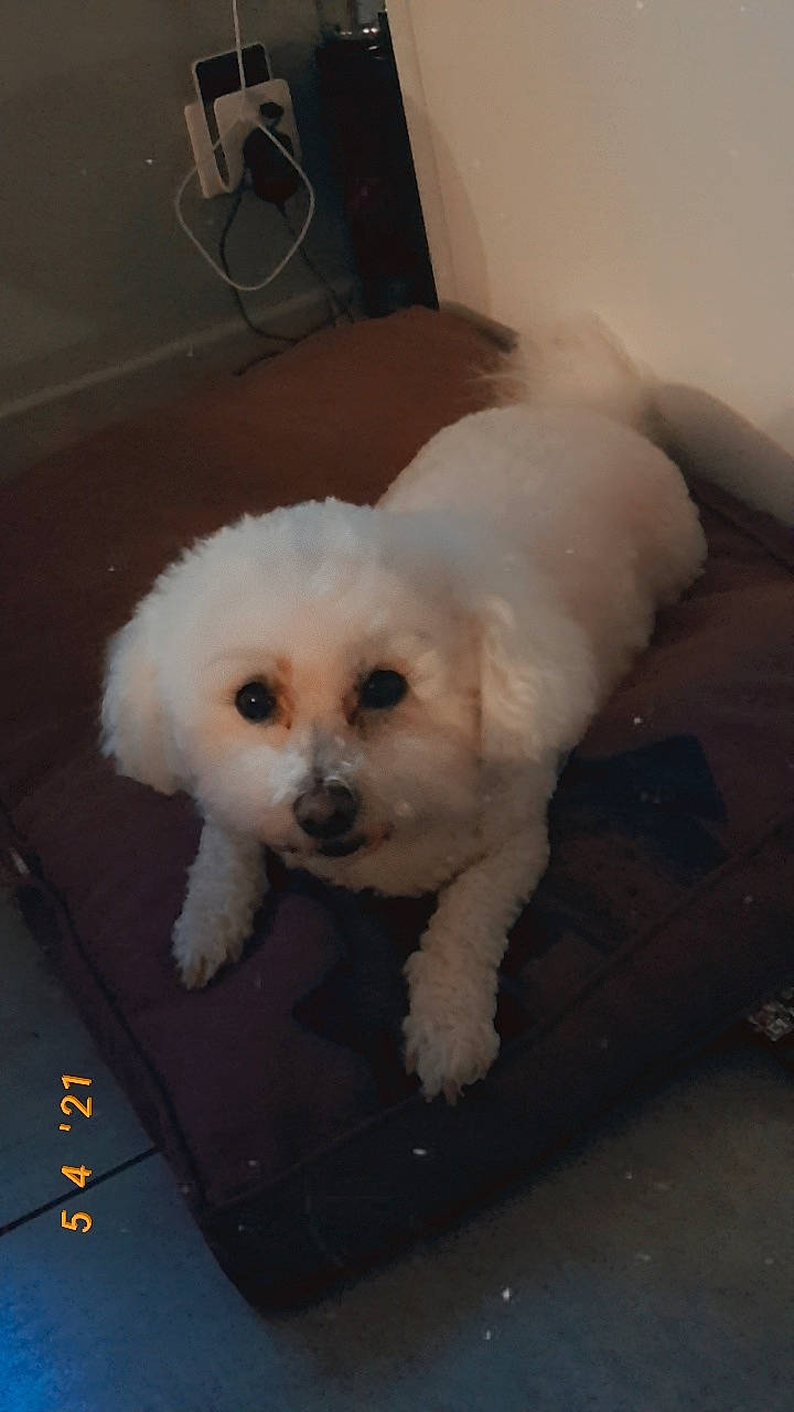 Gaufrette participe au concours pour gagner de l'argent avec cette photo : canidae, carnivore, companion_dog, dog, dog_breed, fur, labradoodle, maltepoo, non_sporting_group, poodle, poodle_crossbreed, puppy_love, shih_poo, small_terrier, snout, sporting_group, terrier, toy_dog, water_dog, working_animal