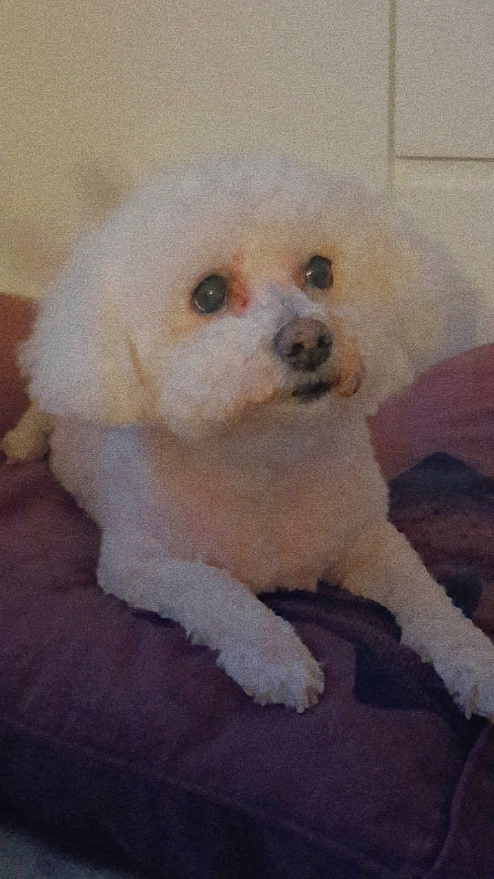 Gaufrette a rejoint le concours — aidez-le/la à gagner de superbes lots ! canidae, carnivore, companion_dog, dog, dog_breed, dog_supply, eye, fawn, fur, head, maltepoo, non_sporting_group, poodle, puppy, snout, sporting_group, toy_dog, water_dog, whiskers, working_animal