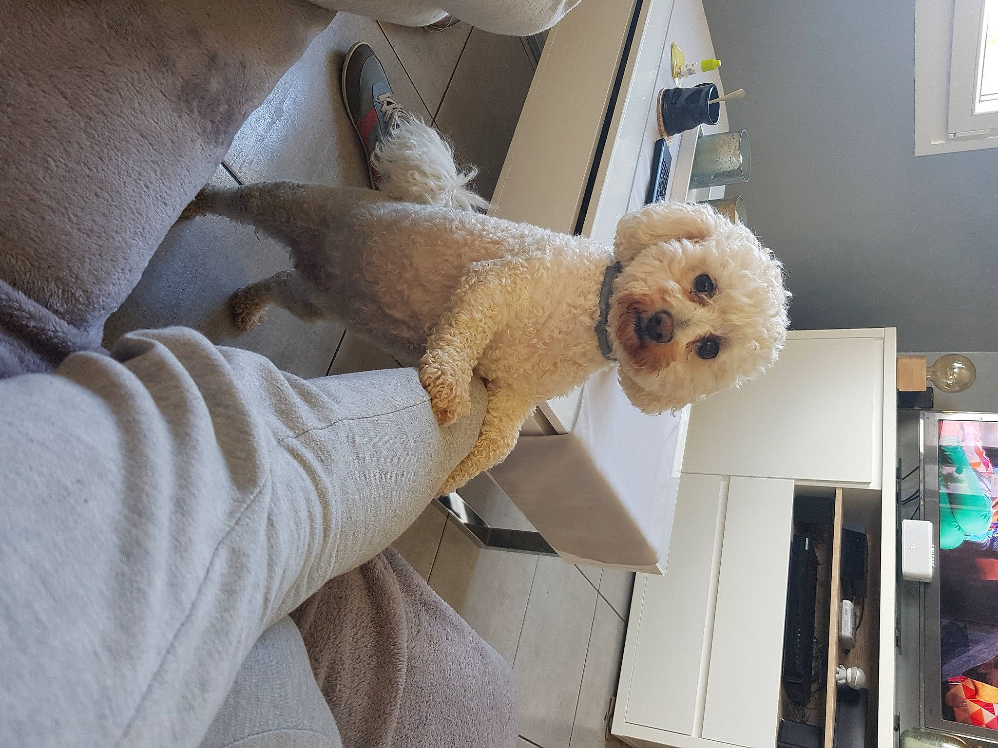 Gaufrette a rejoint le concours — aidez-le/la à gagner de superbes lots ! canidae, carnivore, chair, comfort, companion_dog, dog, dog_breed, fawn, fur, linens, plush, poodle, room, shelf, shelving, sporting_group, stuffed_toy, toy, toy_dog, window